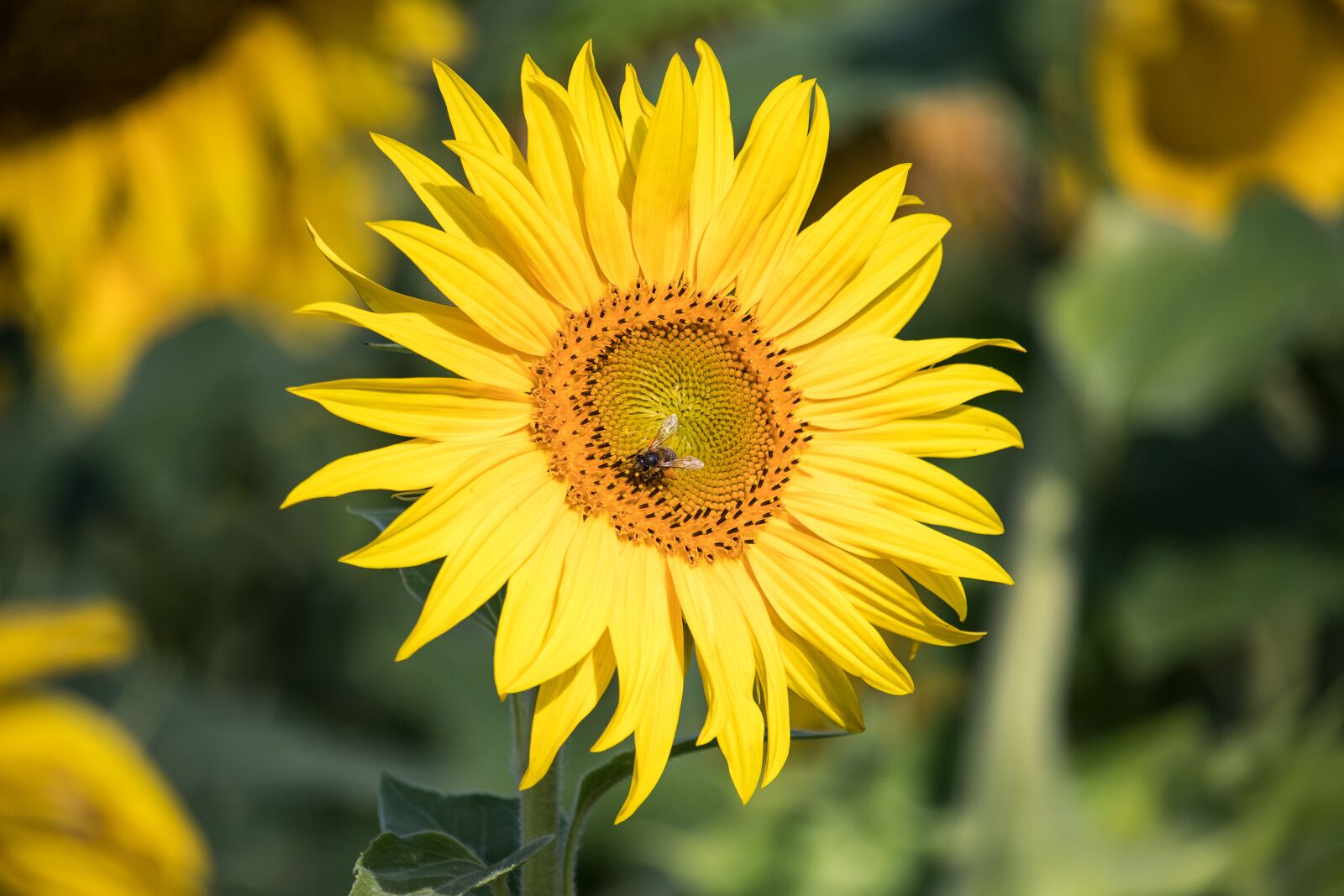 Canon EF-S 55-250mm F4-5.6 IS STM sample photo. Sunflower, plant, summer photography