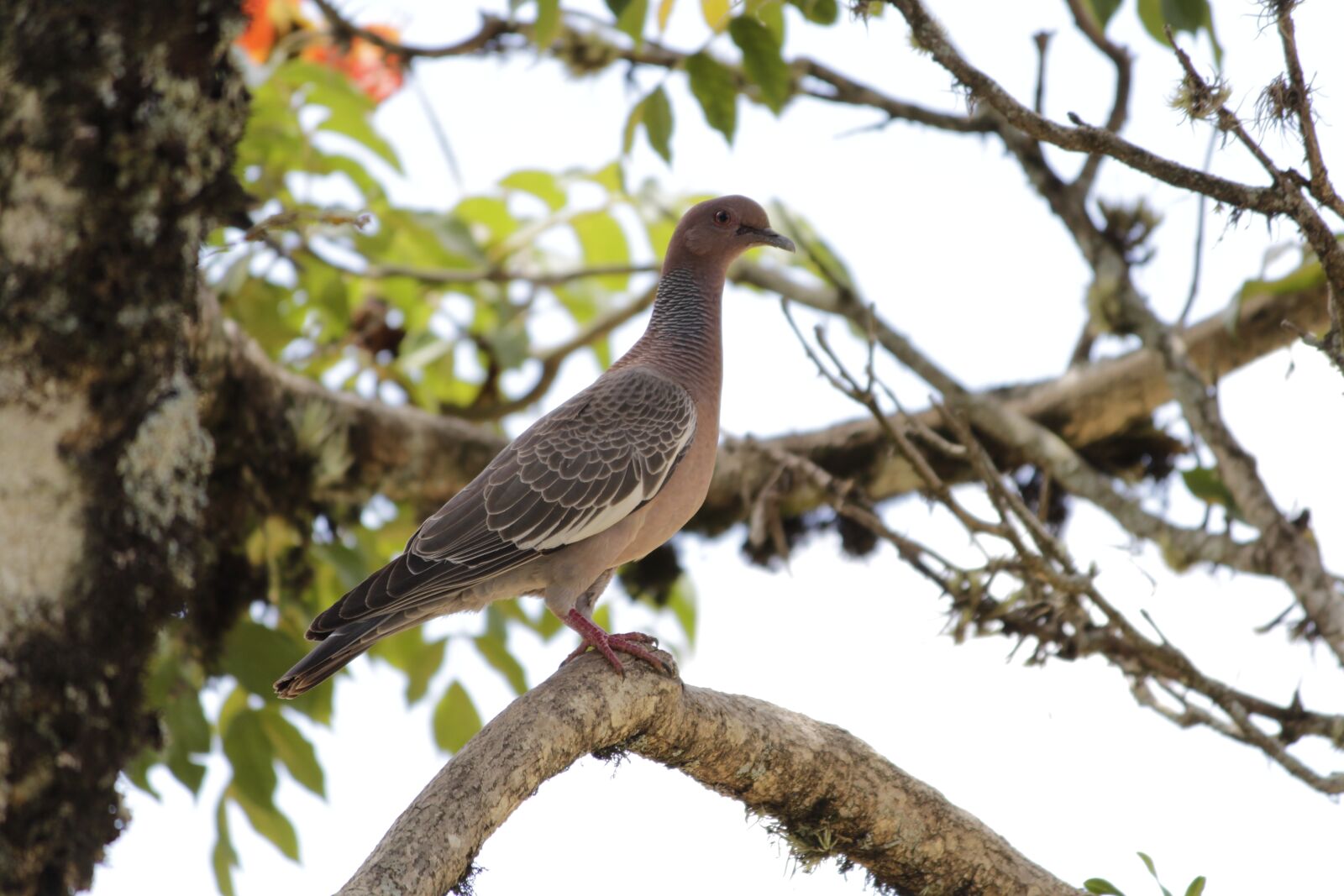 Canon EOS 700D (EOS Rebel T5i / EOS Kiss X7i) sample photo. White dove, paige, bird photography