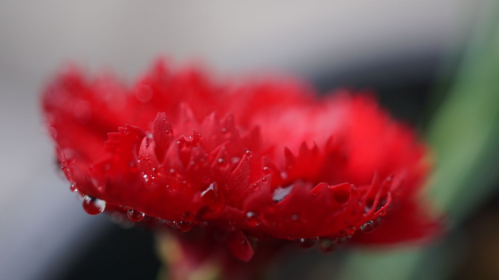 Sony a6000 sample photo. Carnation, blossom, bloom photography