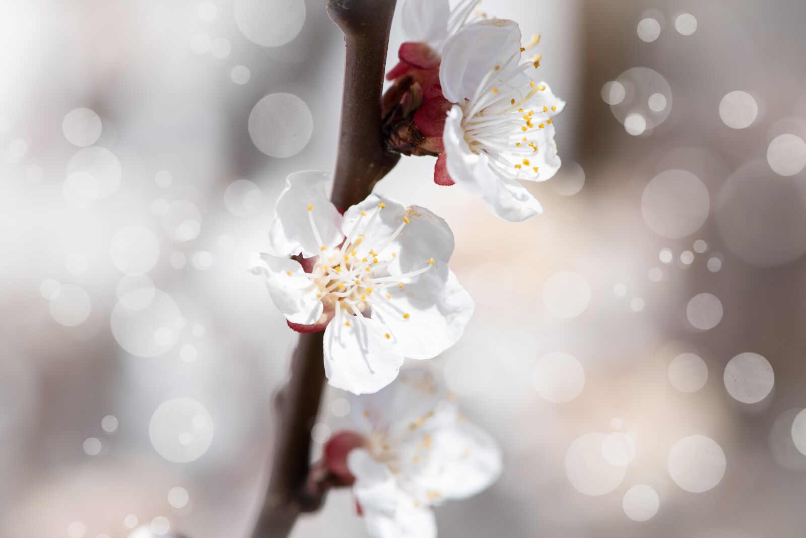 Nikon D750 sample photo. Flowers, white, branch photography