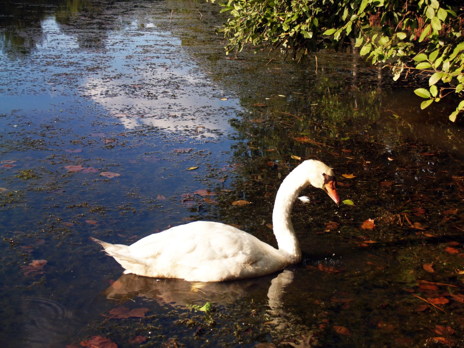 Olympus E-300 (EVOLT E-300) sample photo. Swan, pond, animal photography