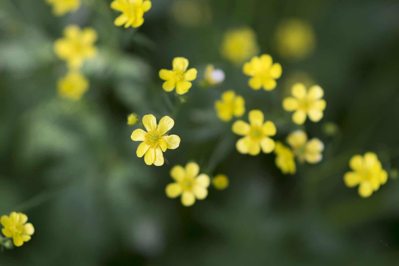 Nikon D5300 sample photo. Plant, flower, yellow flower photography