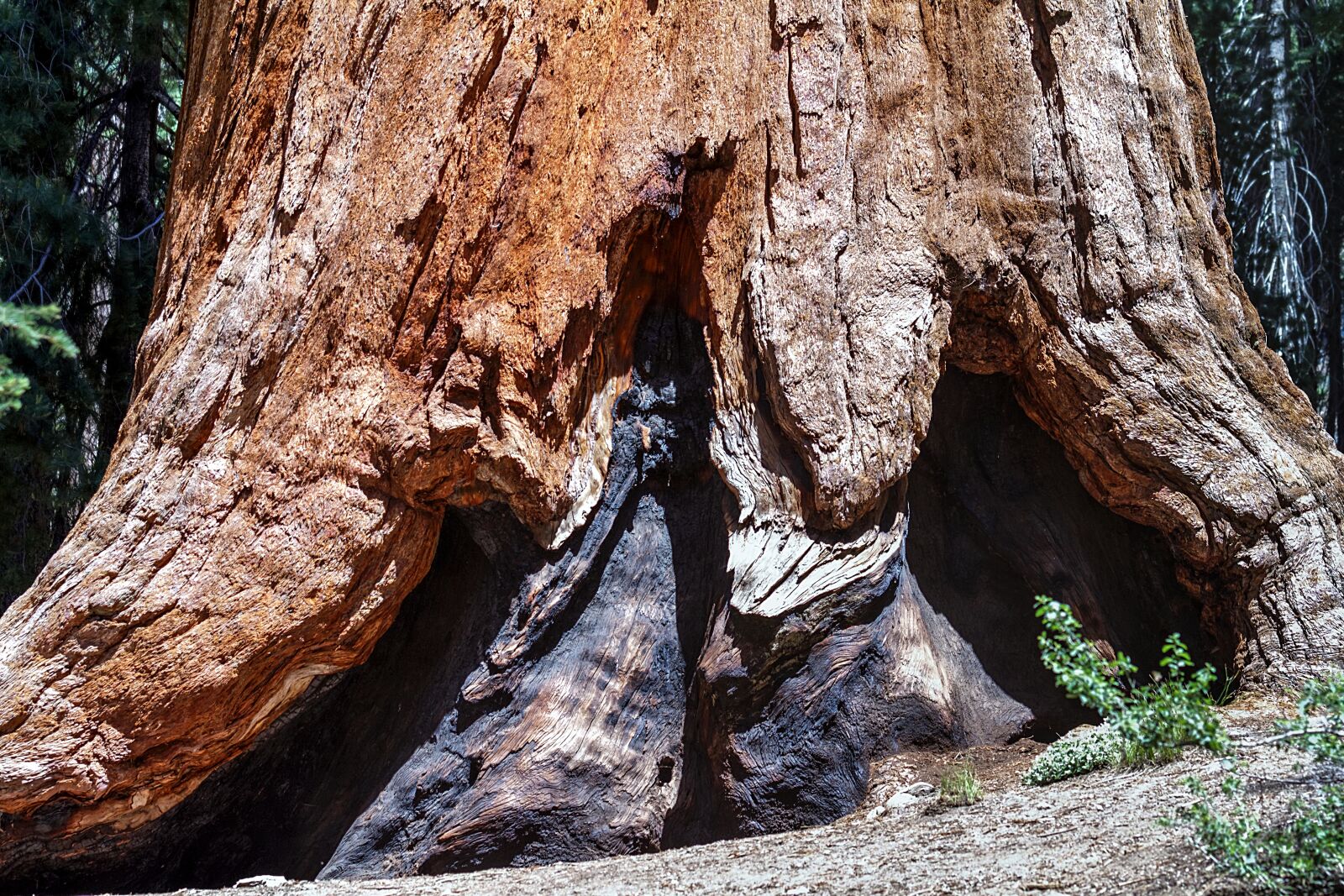 Canon EOS 7D sample photo. Sequioa tree, sequioa national photography