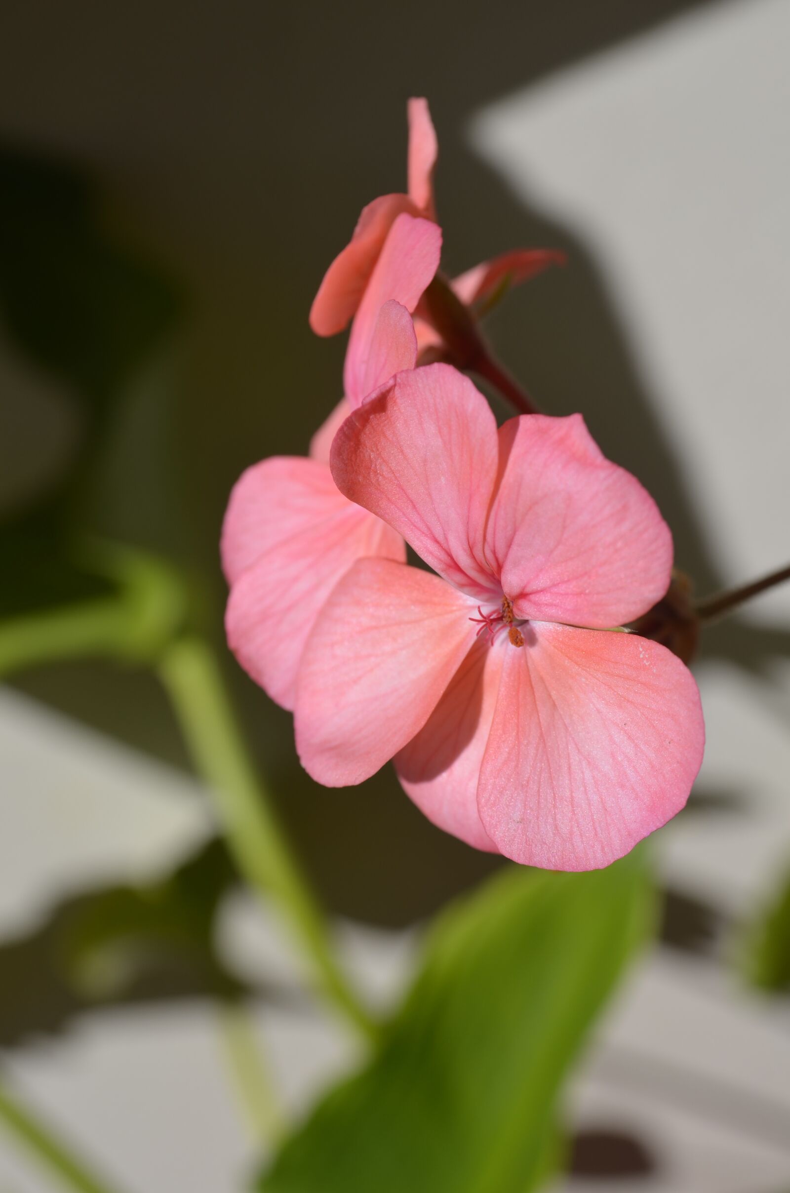 Nikon D5100 sample photo. Malbon, flower, macro photography