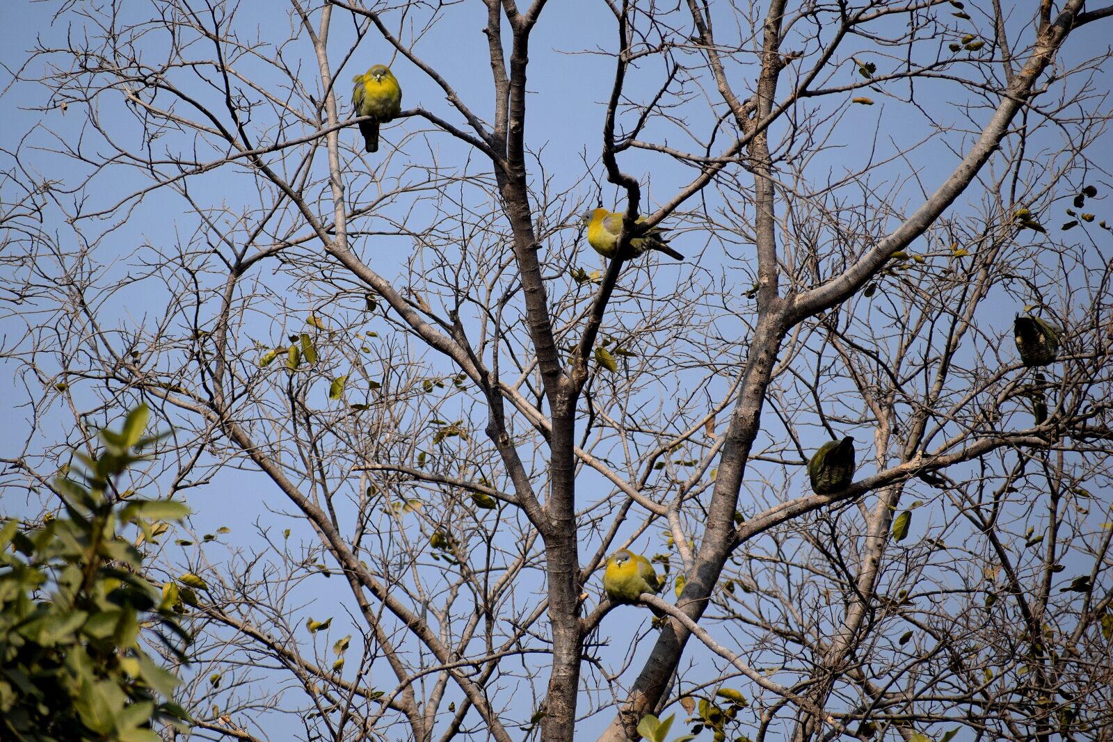 Nikon D3300 sample photo. Birds, sitting, tree branches photography