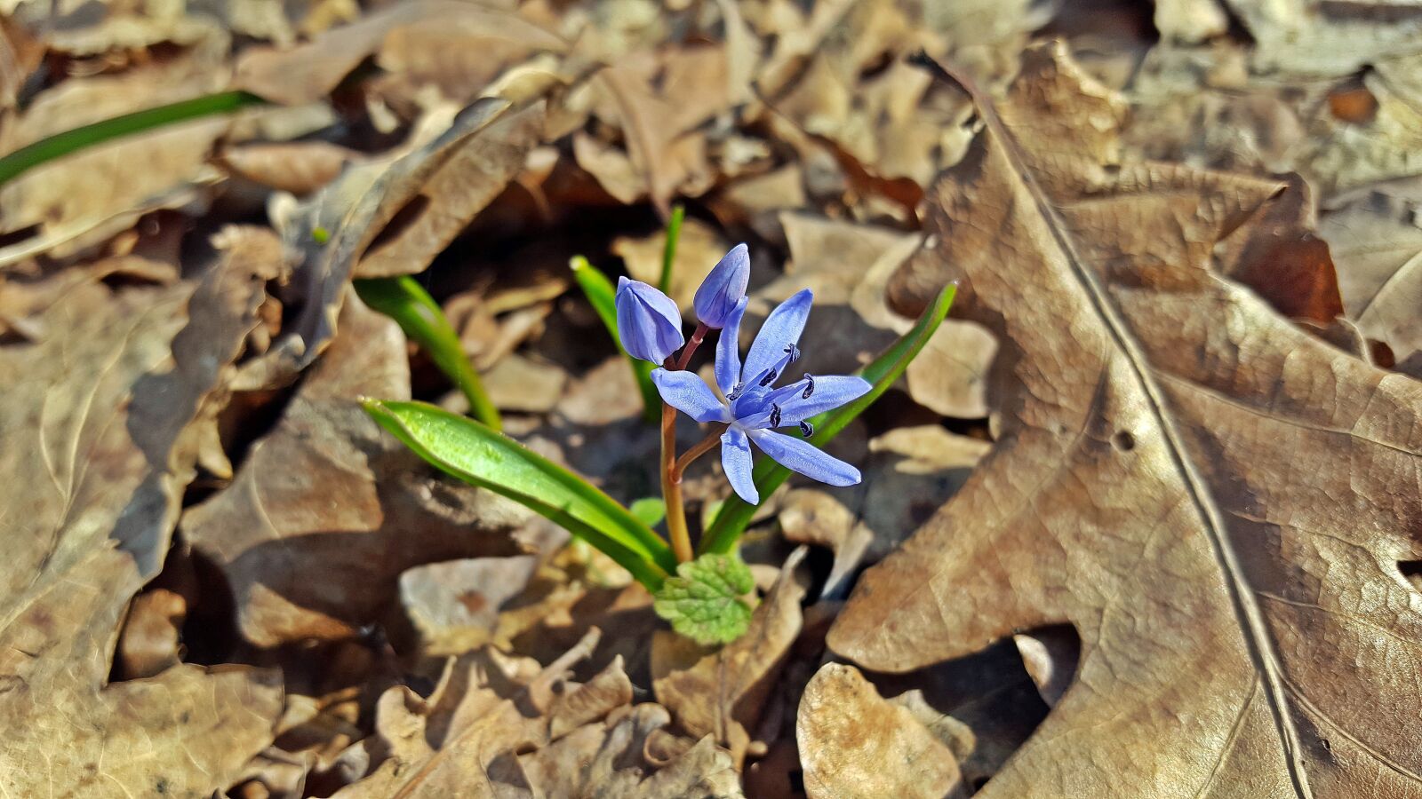 Samsung Galaxy S6 sample photo. Scilla bifolia, blue star photography