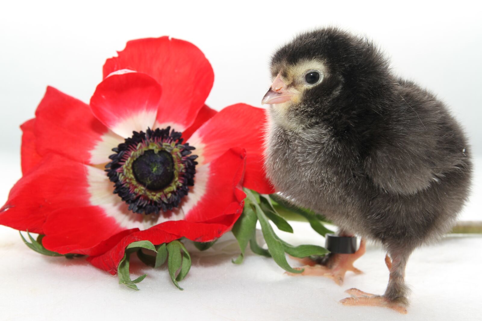 Canon EOS 7D sample photo. Chicks, chickens chicks, spring photography