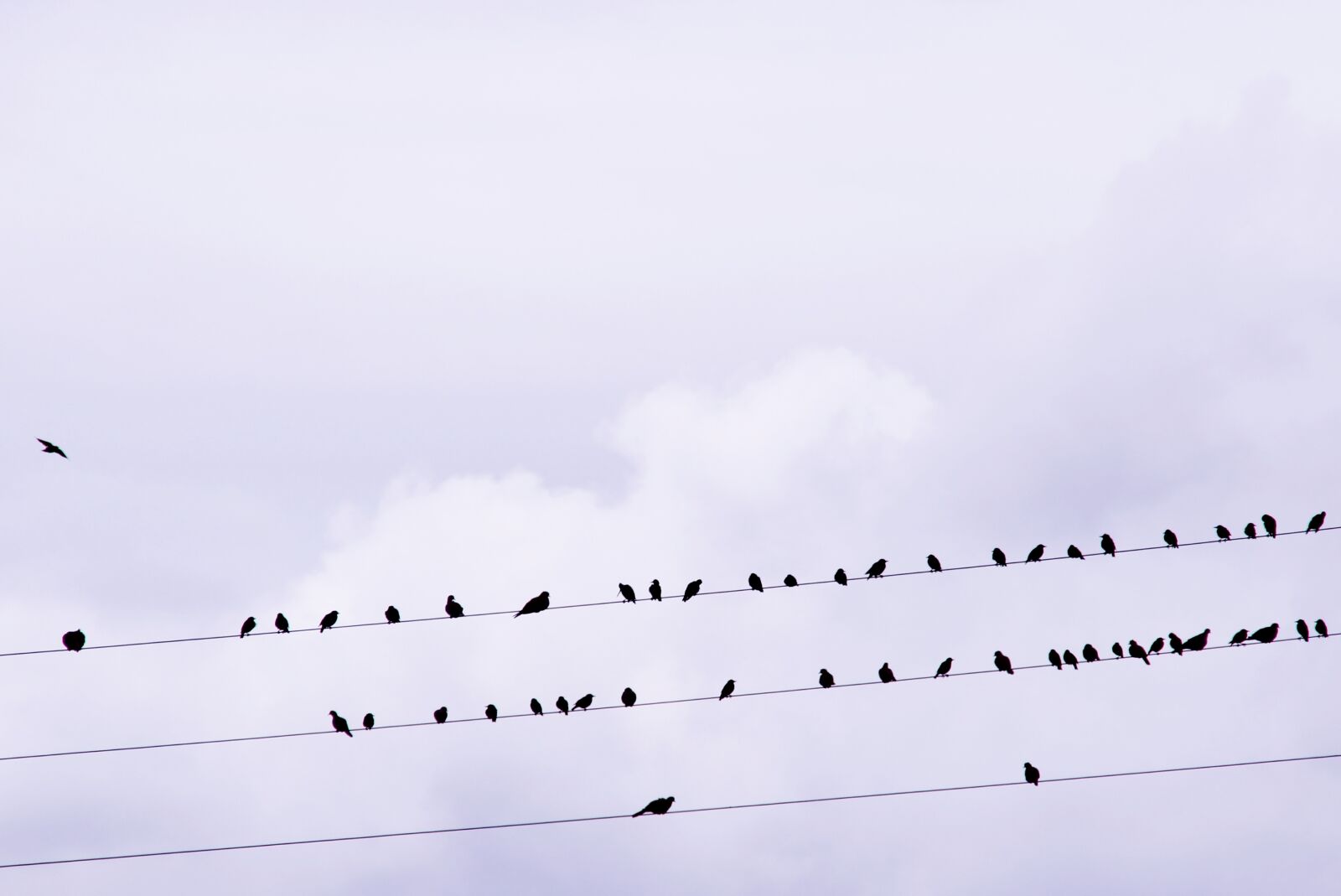 Canon EOS 1200D (EOS Rebel T5 / EOS Kiss X70 / EOS Hi) sample photo. Birds, stare, songbird photography