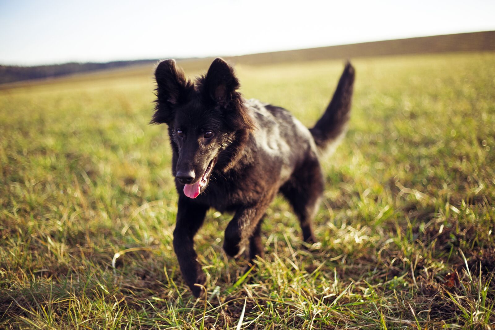 Canon EF 50mm F1.8 II sample photo. Dog, run, nature photography
