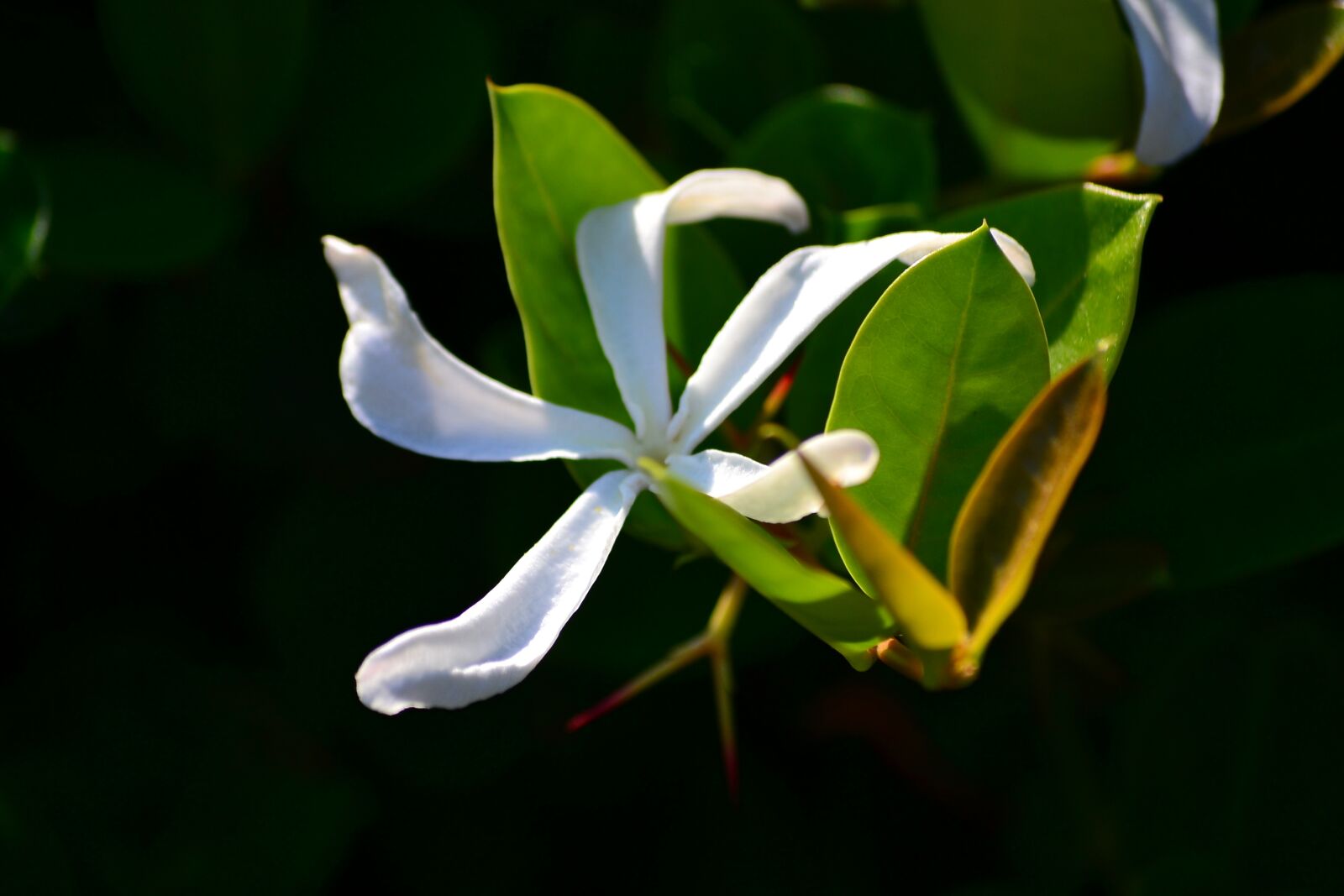 Nikon D3100 sample photo. Flower, white, plant photography