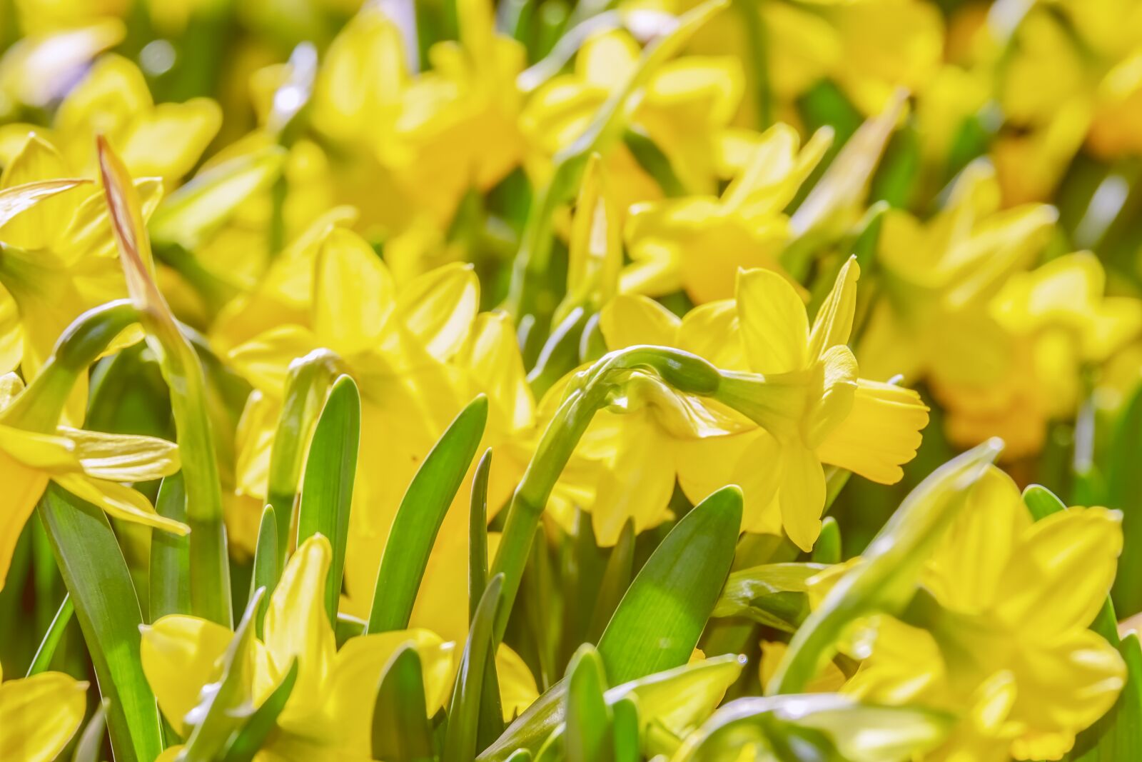 Fujifilm XF 55-200mm F3.5-4.8 R LM OIS sample photo. Osterglocken, flowers, daffodils photography