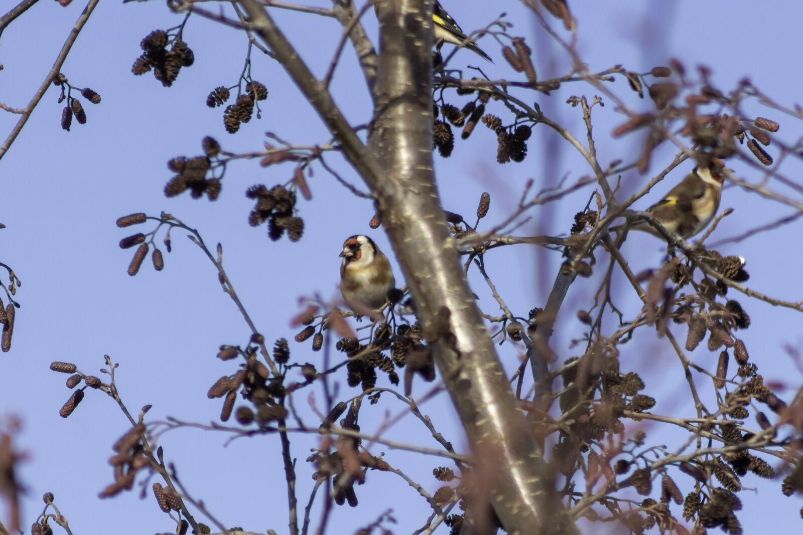 Canon EF75-300mm f/4-5.6 sample photo. European goldfinch, bird, finch photography