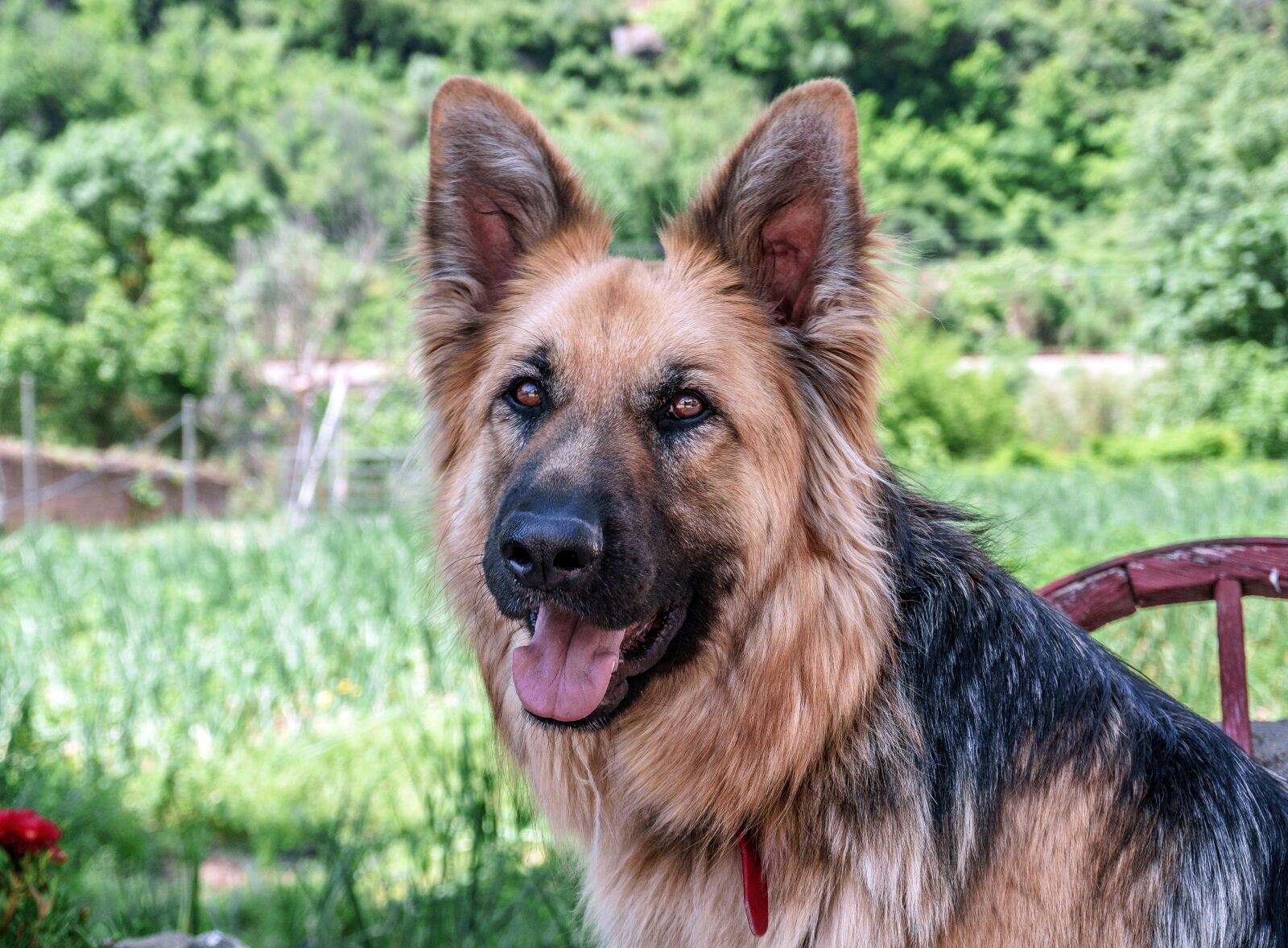 Sony a6000 sample photo. Dog, dog wolf, animal photography