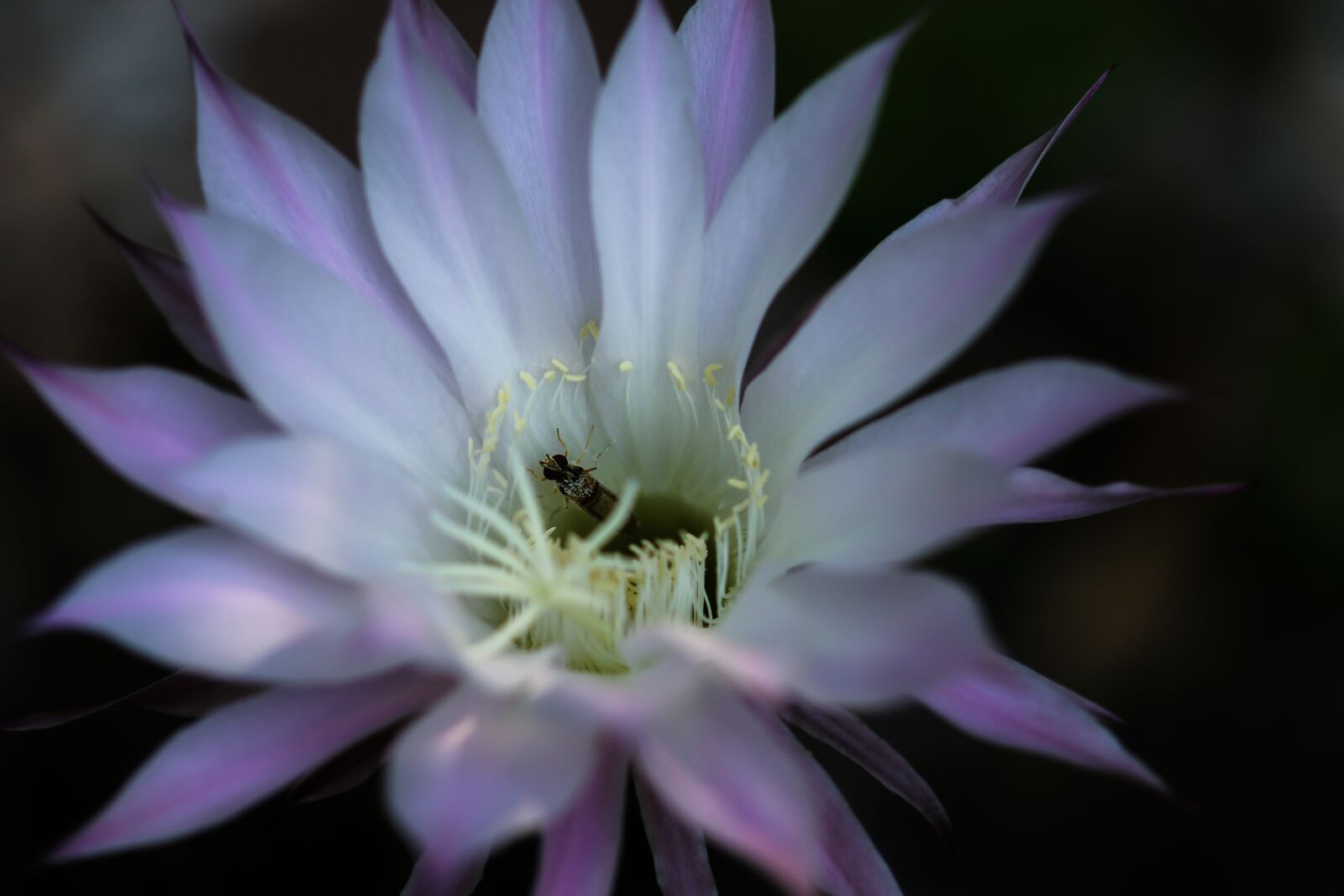 Canon EOS 70D sample photo. Blossom, bloom, cactus photography