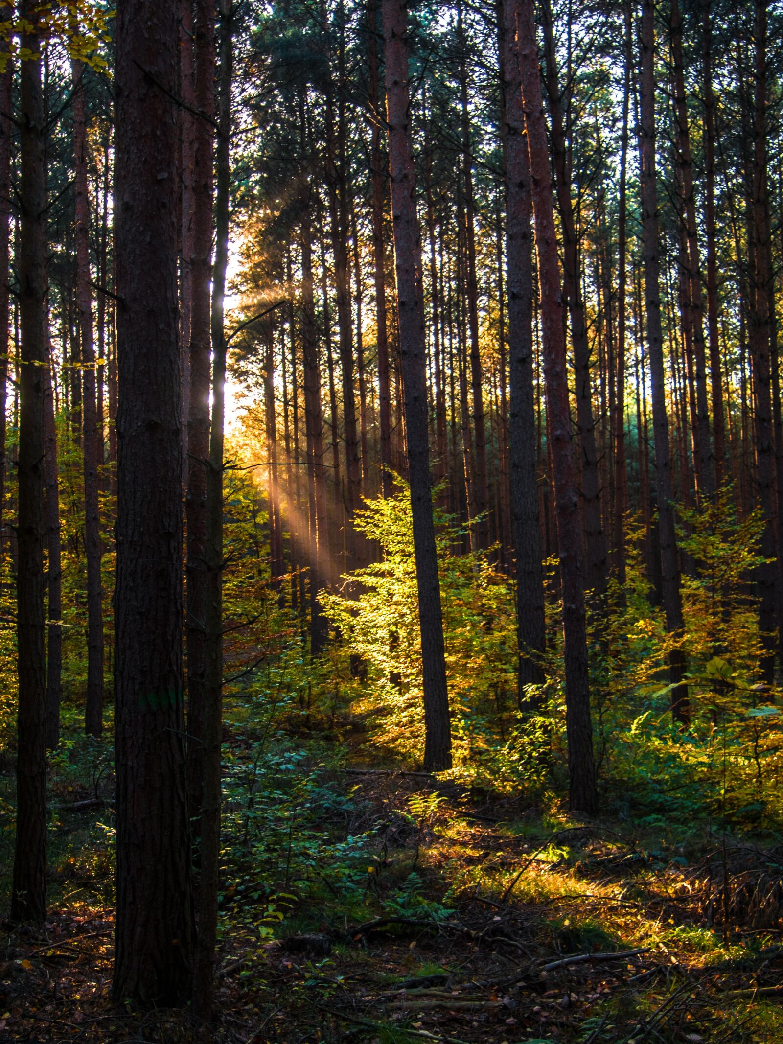Olympus PEN E-PL7 sample photo. Forest, nature, light photography