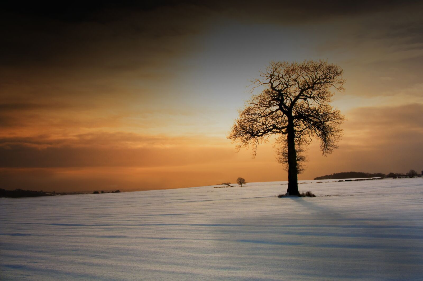 Nikon D2X sample photo. Tree, nature, snow photography