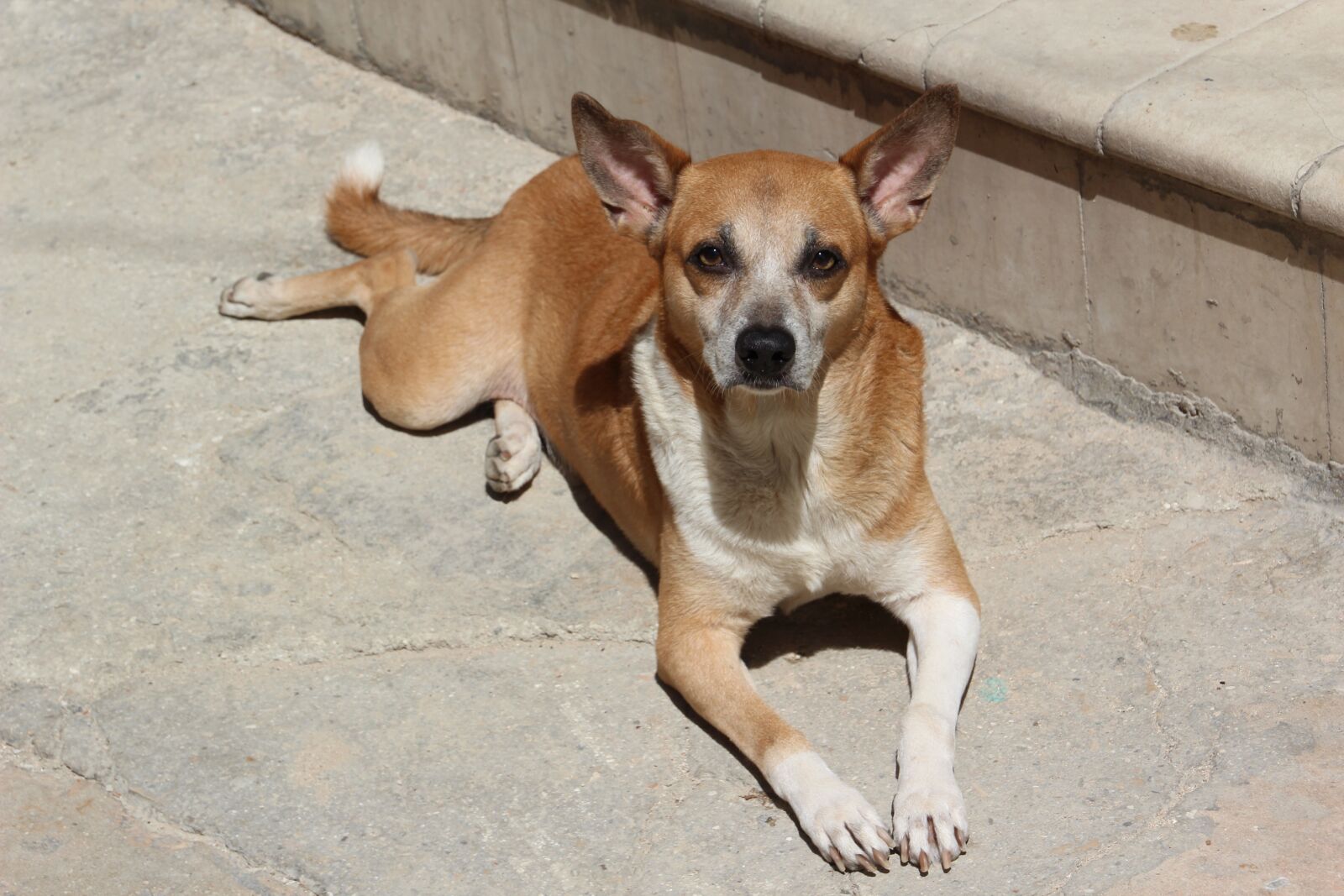 Canon EOS 600D (Rebel EOS T3i / EOS Kiss X5) sample photo. Dog, street, mongrel photography