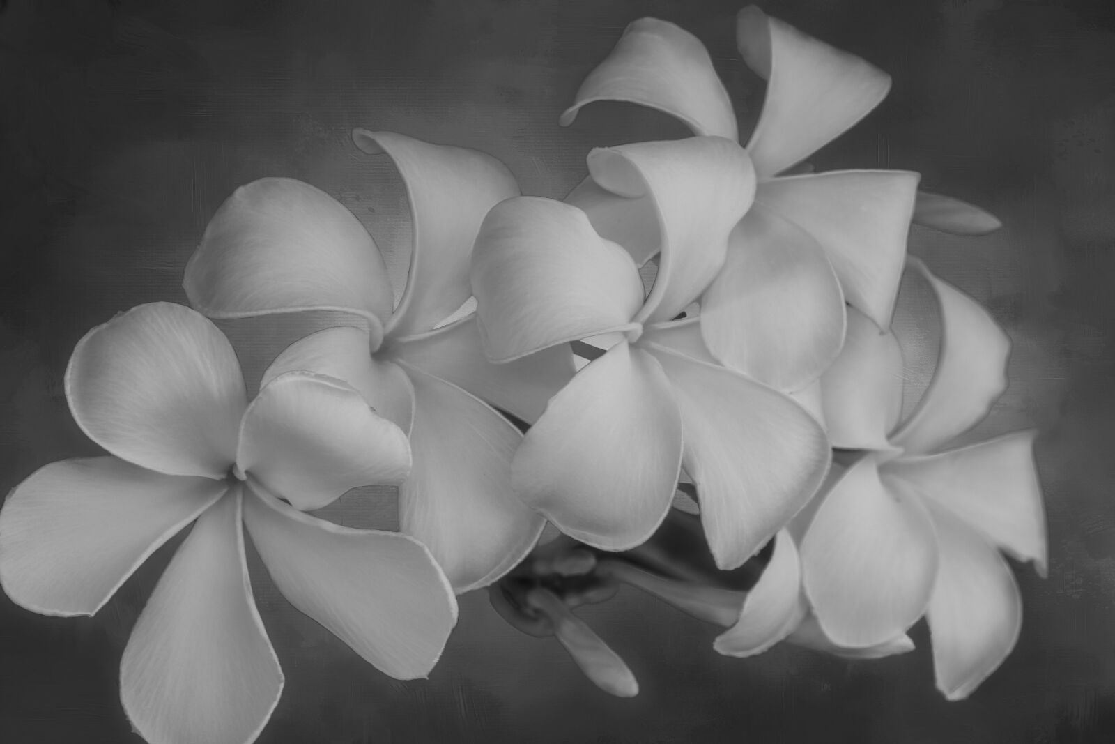 Canon EOS 7D Mark II sample photo. Flowers, white, black photography