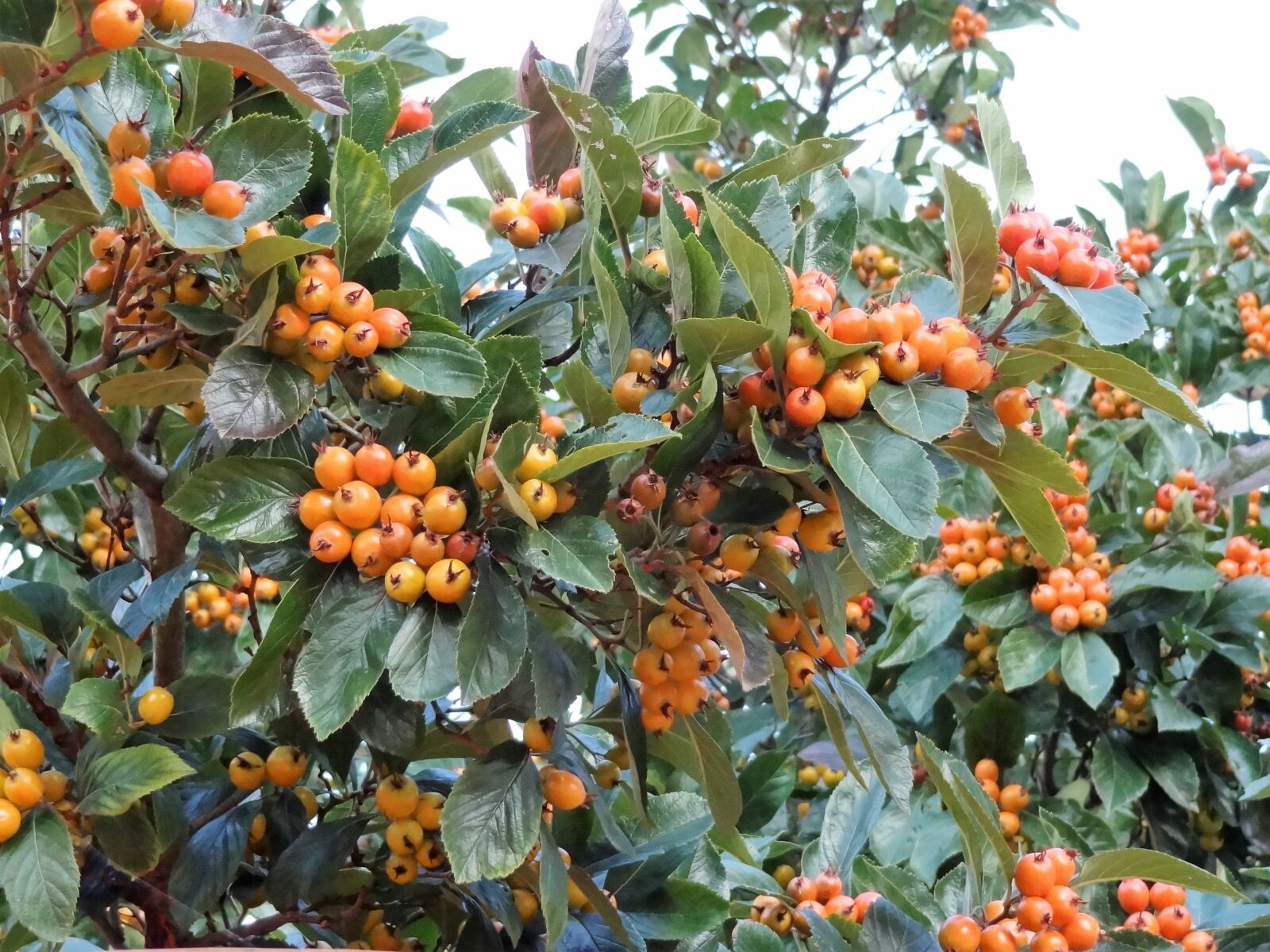 Sony Cyber-shot DSC-HX9V sample photo. Autumn, fruits of autumn photography