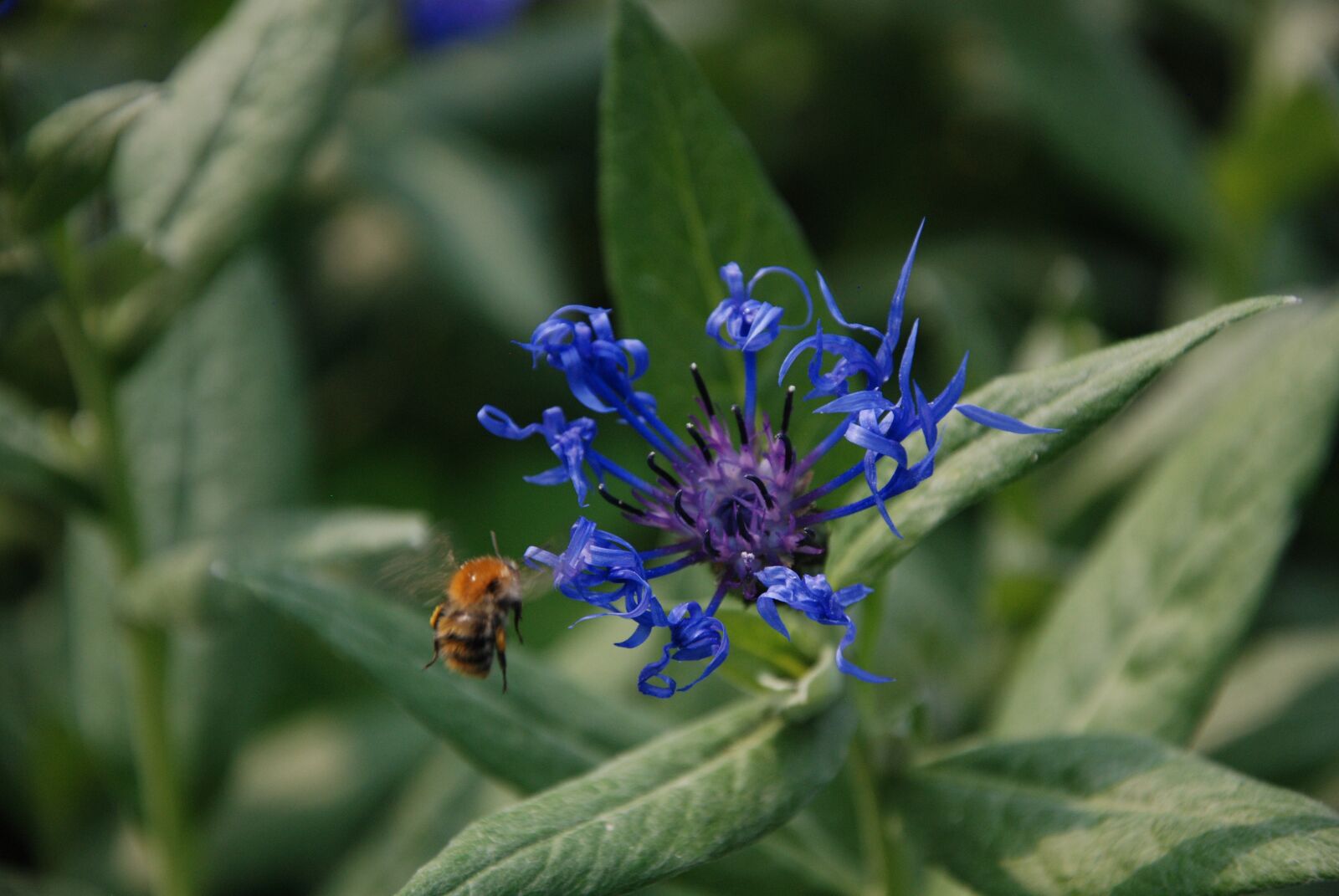 Nikon D80 sample photo. Insect, green, macro photography