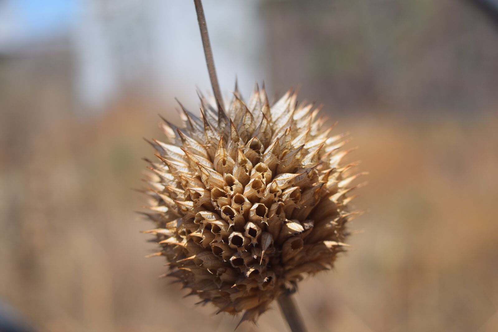 Nikon D3300 sample photo. Flower, dry, sepia photography