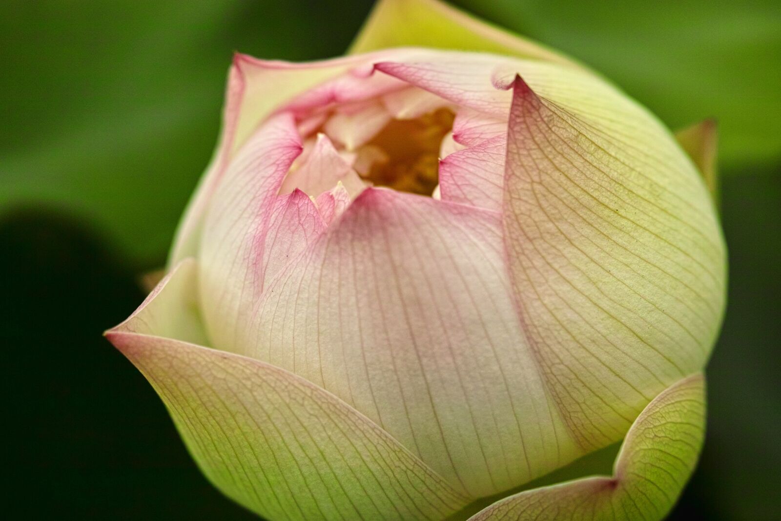 Sigma DP2 Merrill sample photo. Lotus, flowering, plant photography