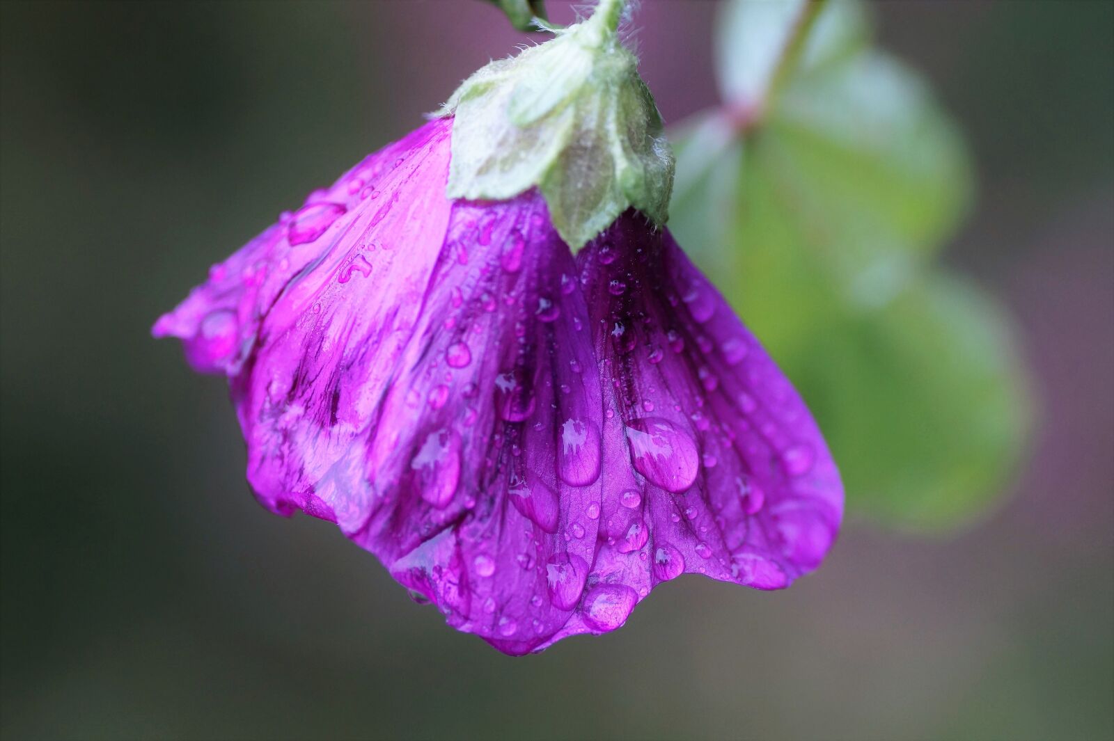 Sony SLT-A58 sample photo. Mallow, flower, raindrops photography