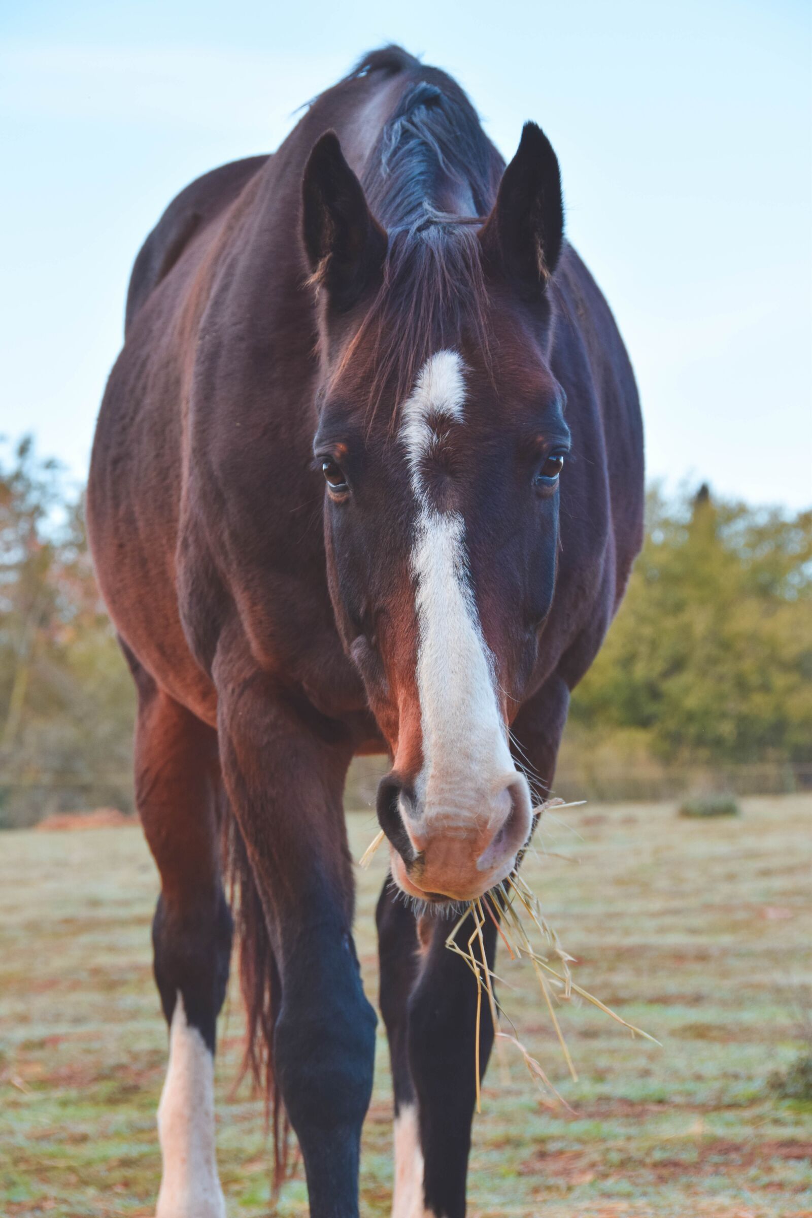 Nikon D5300 sample photo. Horse, equestrian, wild photography