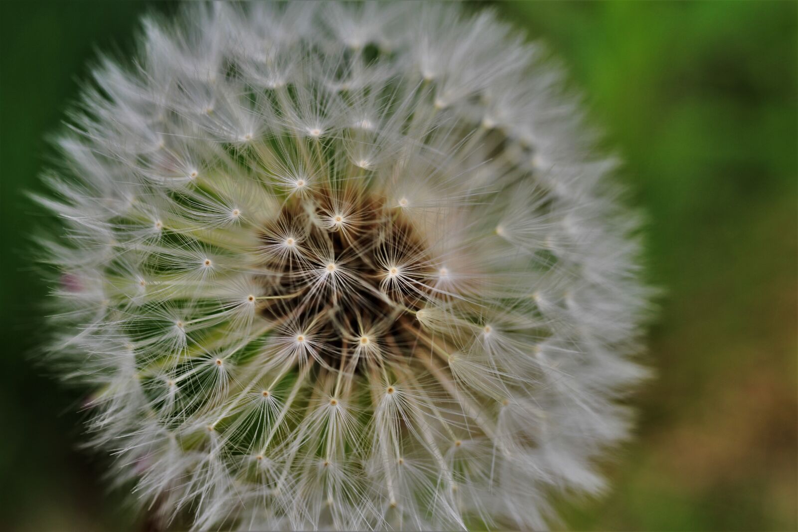 Canon EF-S 35mm F2.8 Macro IS STM sample photo. Dandelion, chain flower, ordinary photography