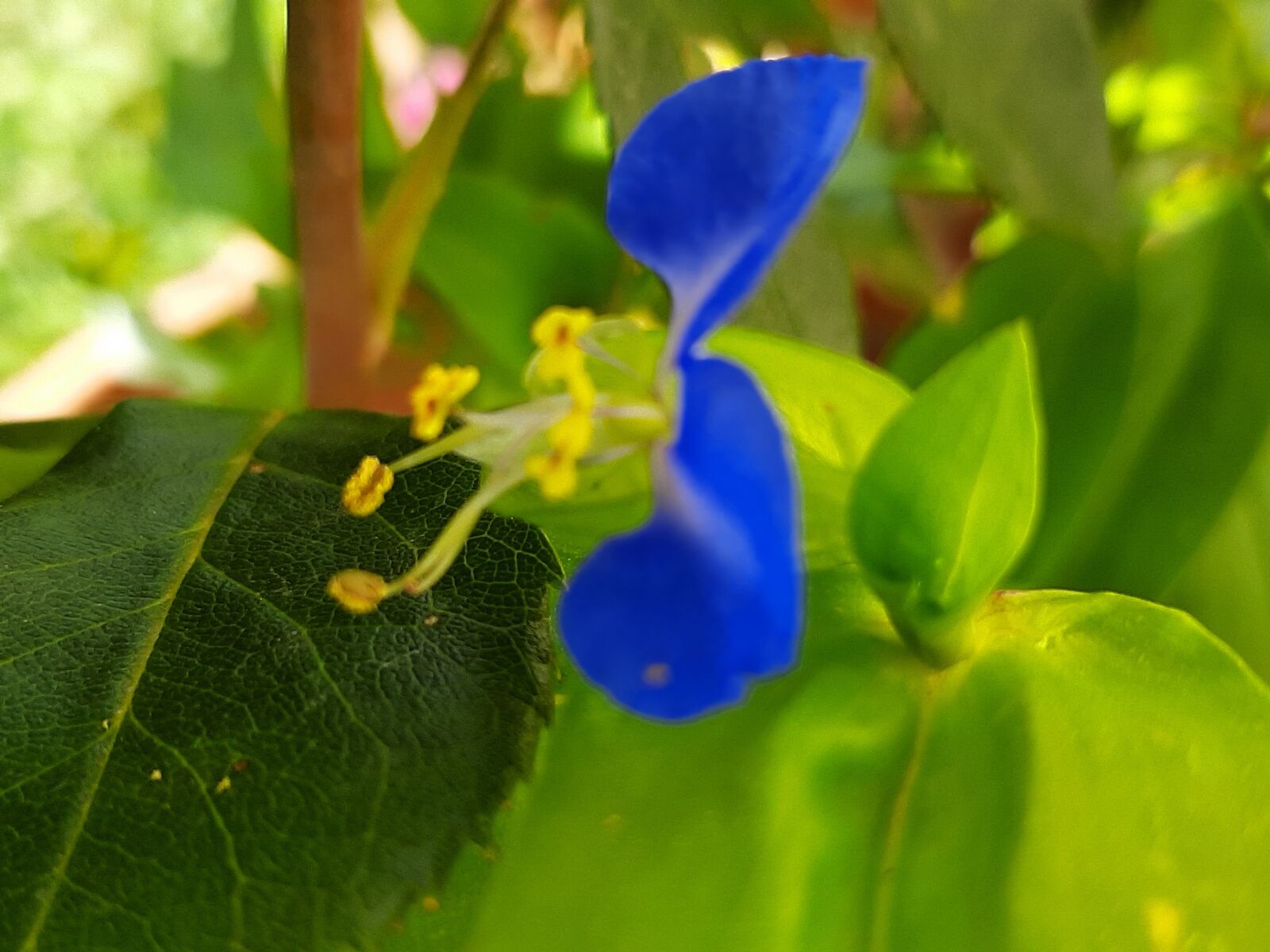 Samsung Galaxy A50 sample photo. Fiori, fiore blu, blu photography