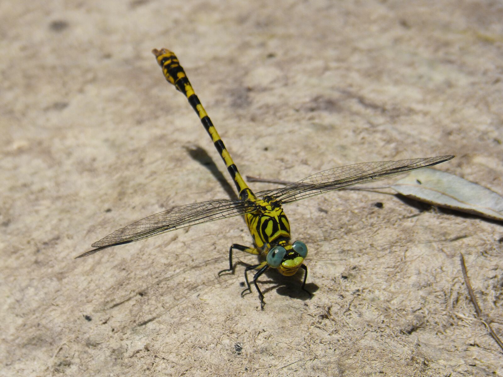 Panasonic DMC-FZ62 sample photo. Dragonfly, dragonfly tiger, onychogomphus photography