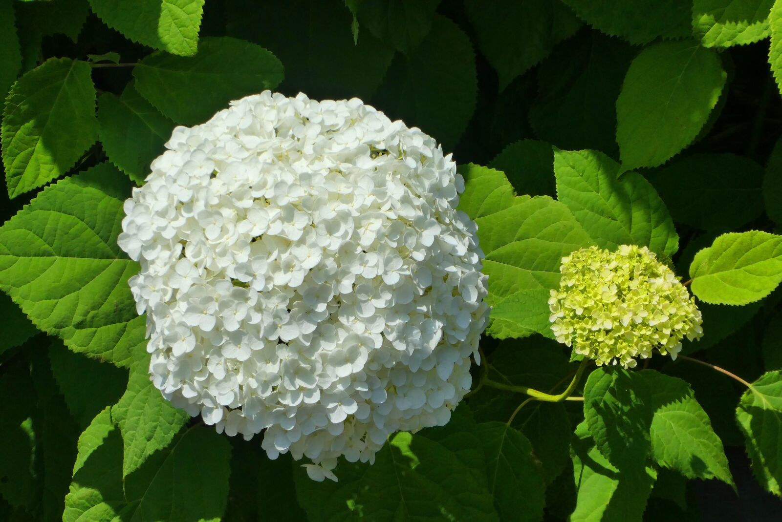 Panasonic Lumix DC-ZS70 (Lumix DC-TZ90) sample photo. White flower, snowball, viburnum photography