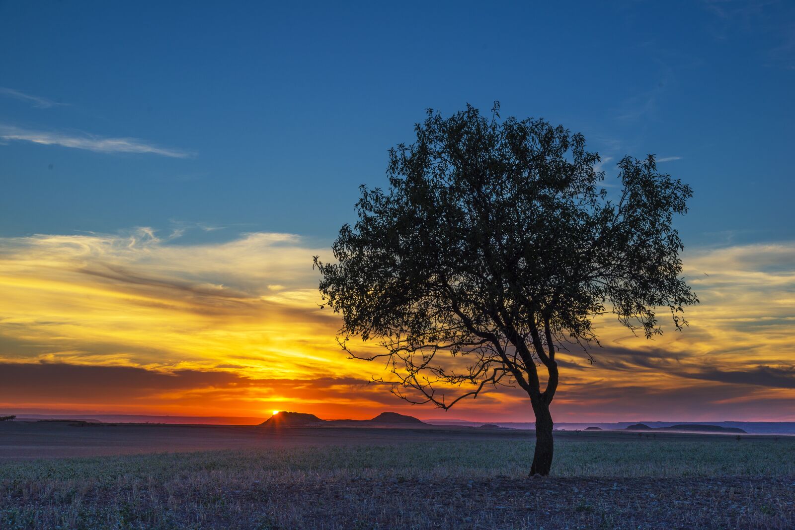 Nikon D610 sample photo. Tree, landscape, nature photography