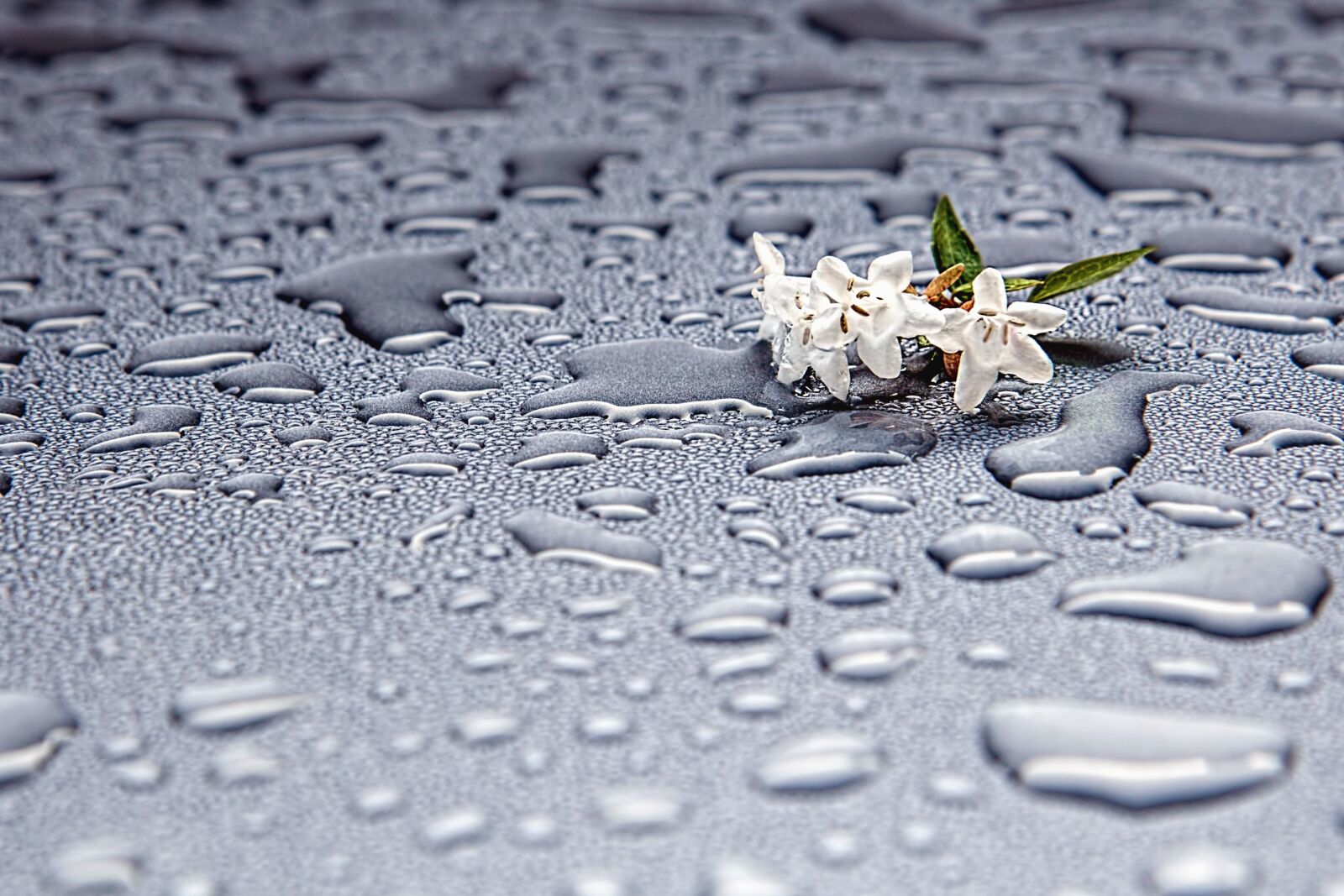 Canon EOS 550D (EOS Rebel T2i / EOS Kiss X4) sample photo. Dew, water, flower, leaf photography