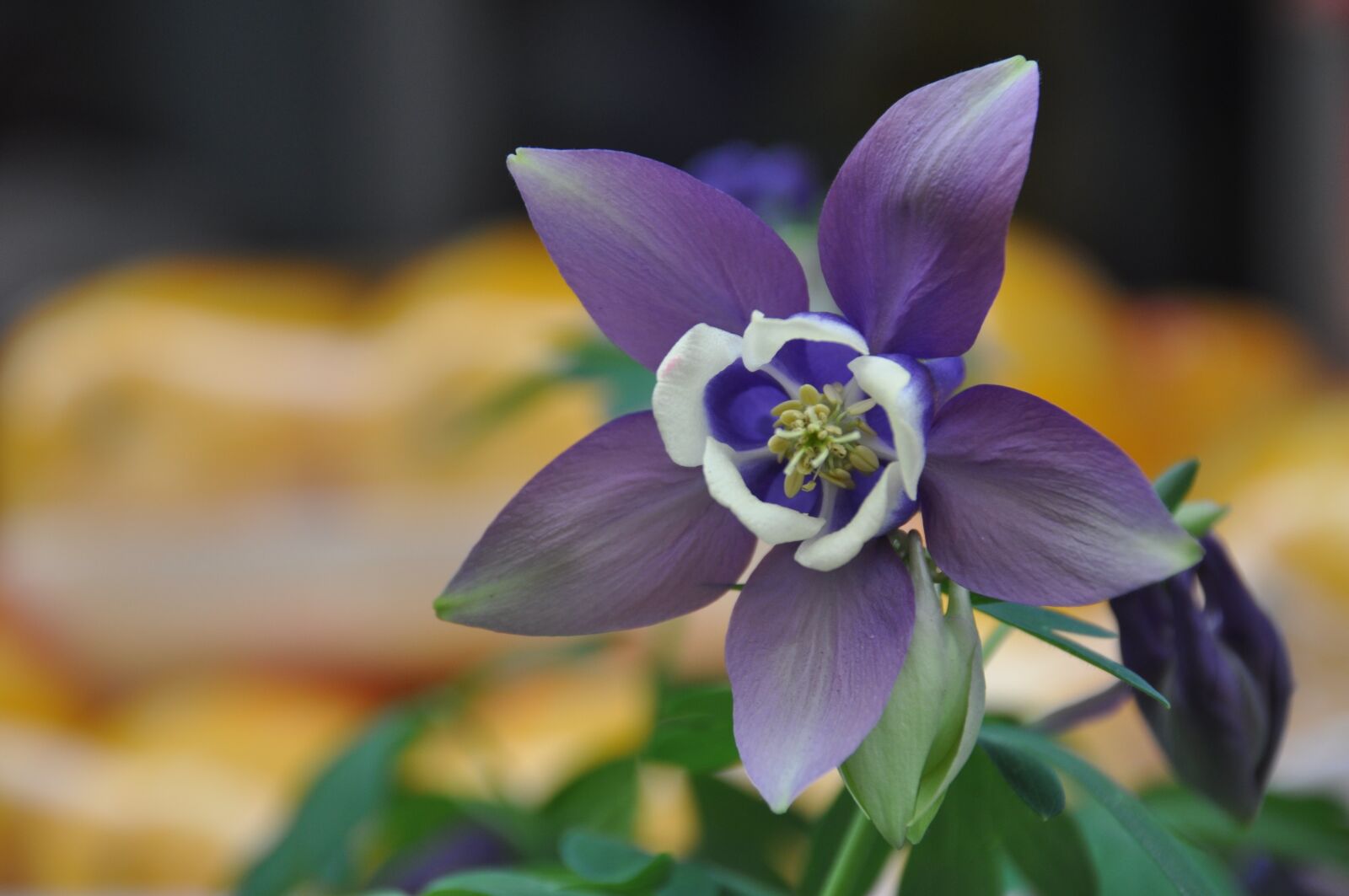 Nikon D90 sample photo. Wildflower, mountain, valley photography