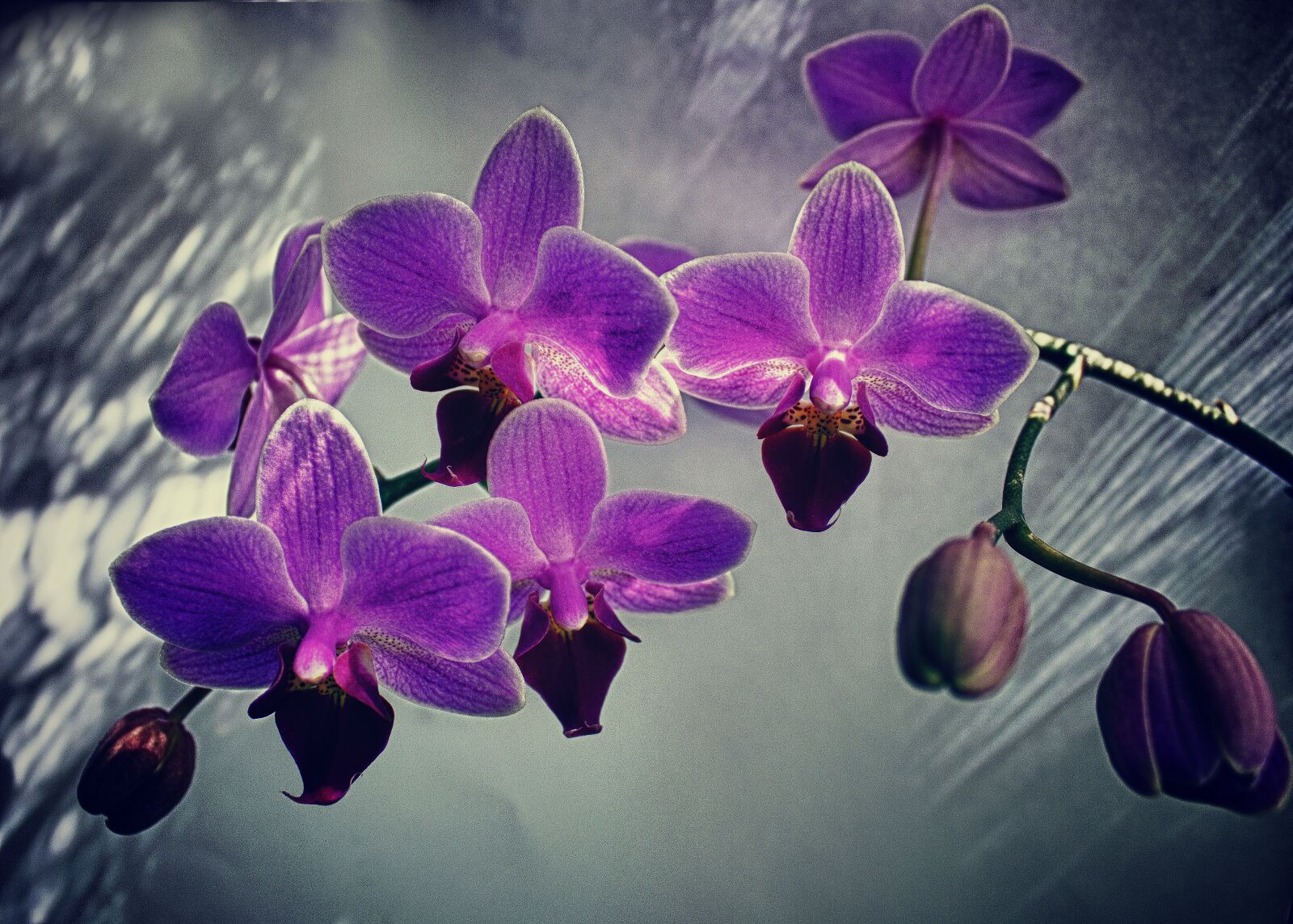 Canon EOS 550D (EOS Rebel T2i / EOS Kiss X4) sample photo. Orchid, flora, purple photography