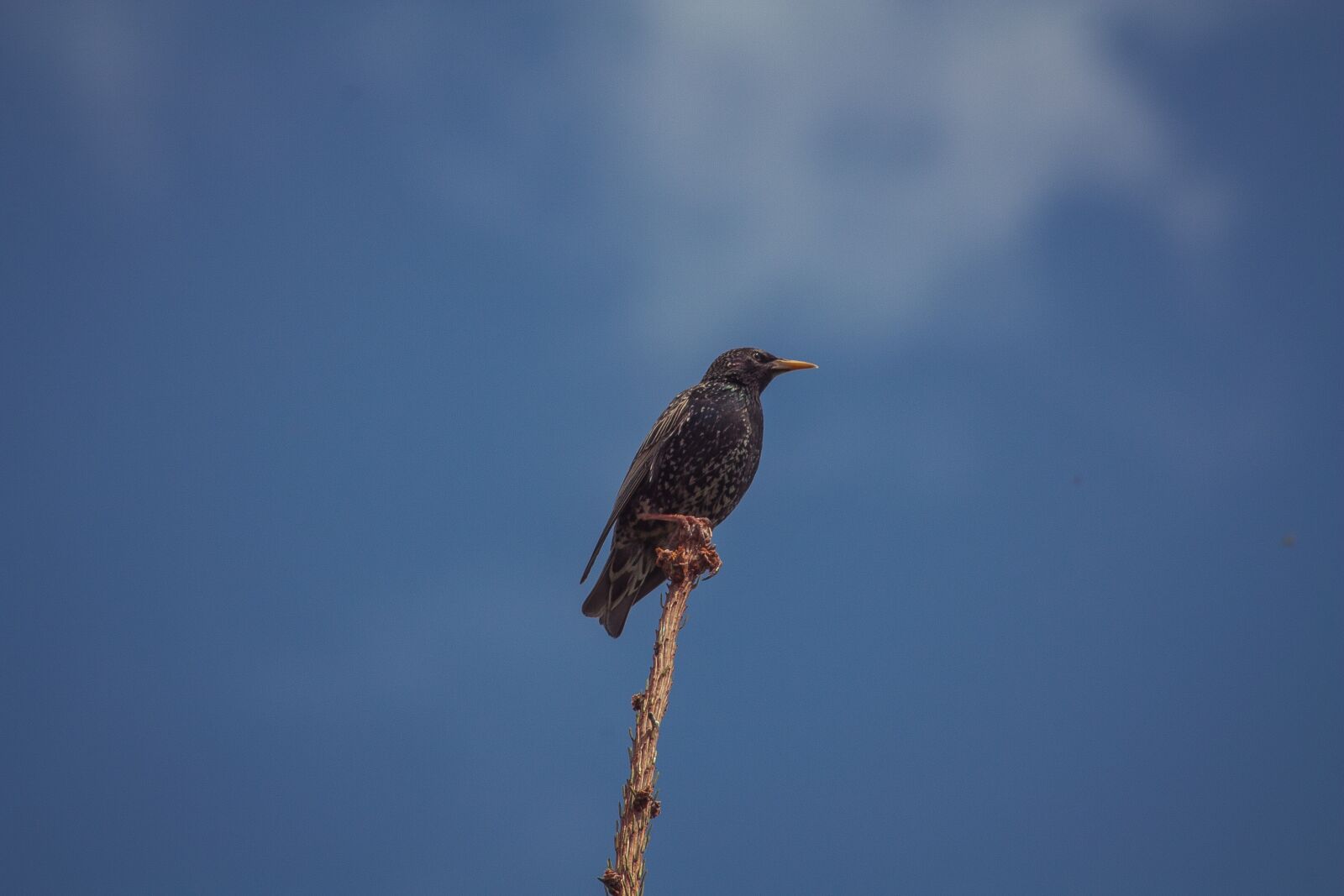 Canon EOS 450D (EOS Rebel XSi / EOS Kiss X2) sample photo. Bird, nature, animal photography