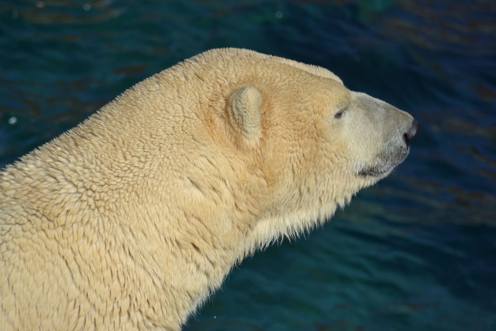 Nikon D3100 sample photo. Polar bear, water, predator photography
