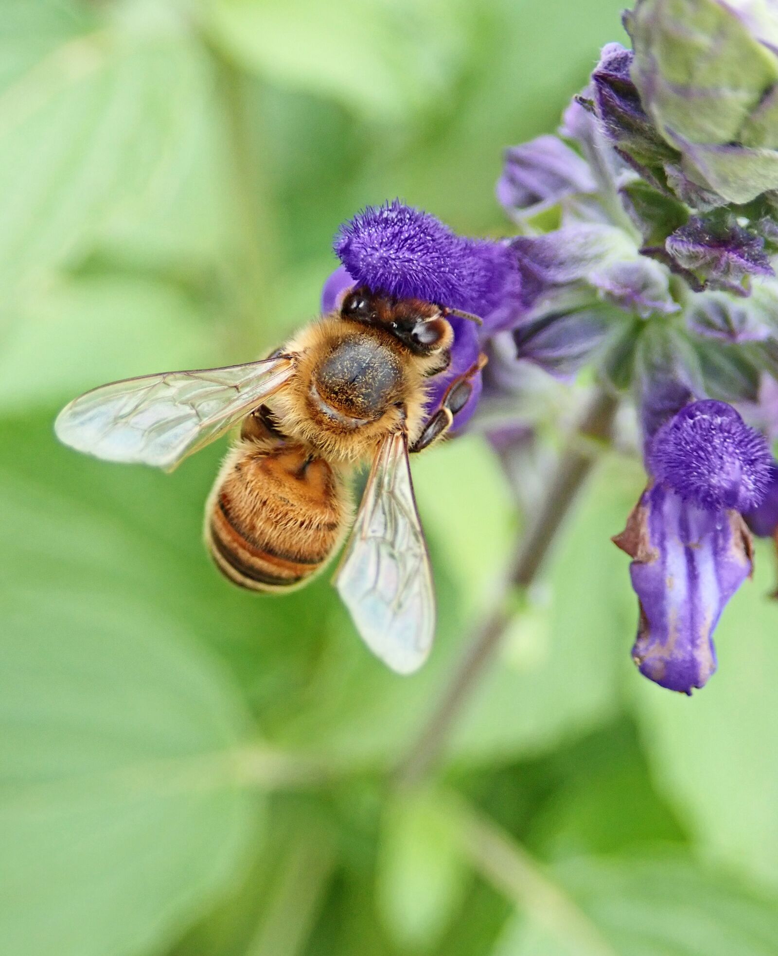 Olympus TG-5 sample photo. Bee, insect, pollen photography