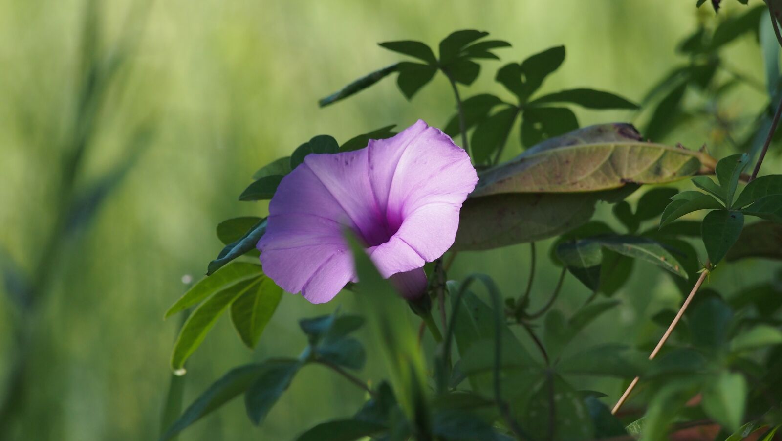 Olympus PEN E-PL3 sample photo. Purple, flowering grass, flowers photography