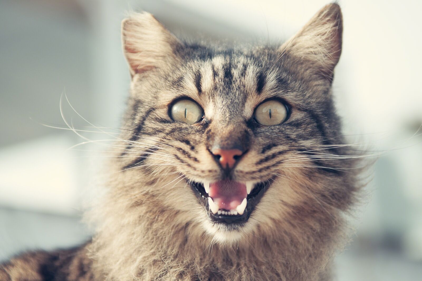 Nikon D300S sample photo. Meow, cat, portrait photography