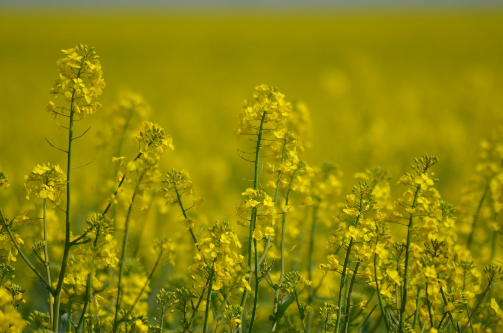 Nikon D5100 sample photo. Rapeseed, oil, flower photography