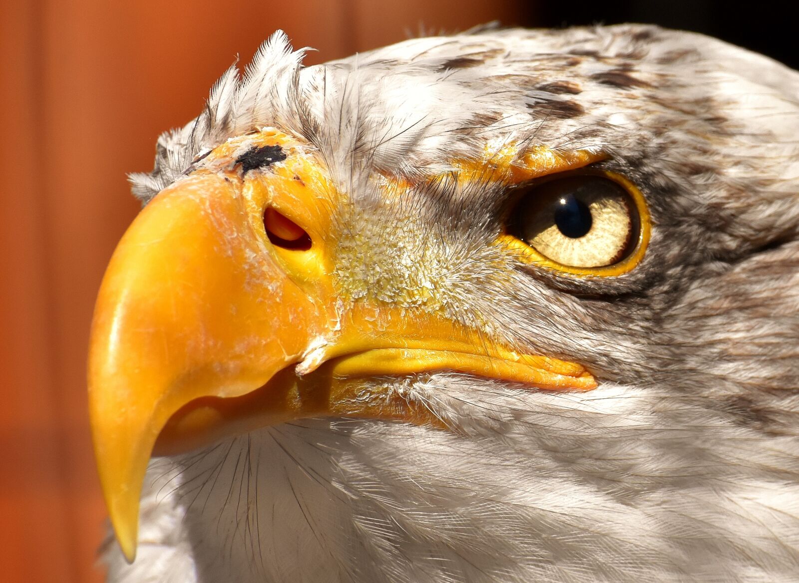 Nikon D7200 sample photo. Adler, bald eagle, eyelid photography