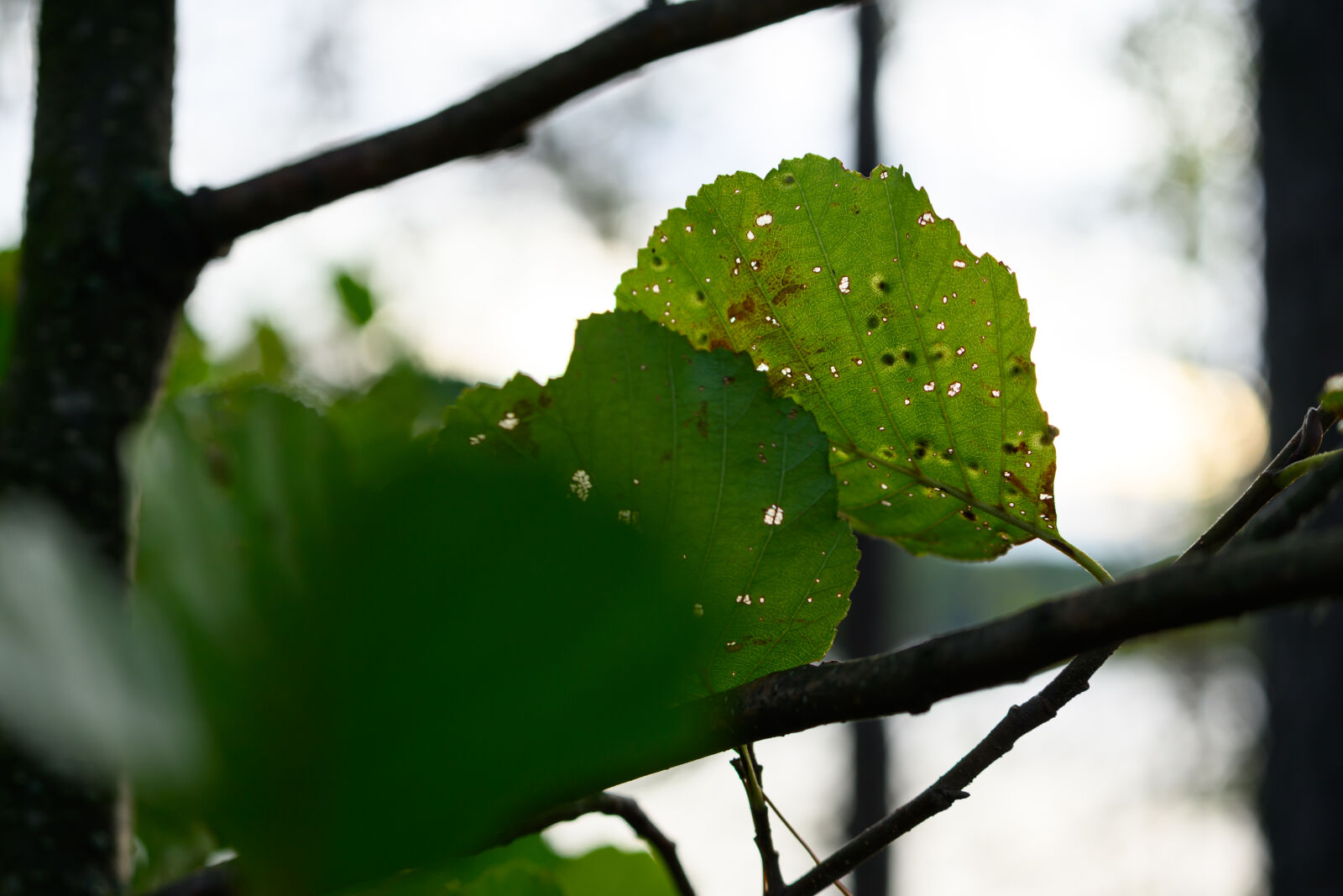 Nikon Z8 sample photo. Leaf bokeh photography