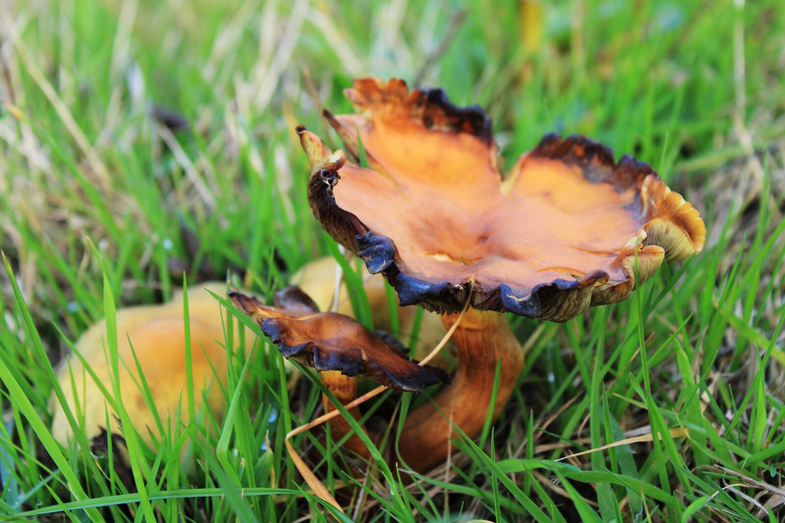 Canon EOS 2000D (EOS Rebel T7 / EOS Kiss X90 / EOS 1500D) sample photo. Mushrooms, mushroom, autumn photography