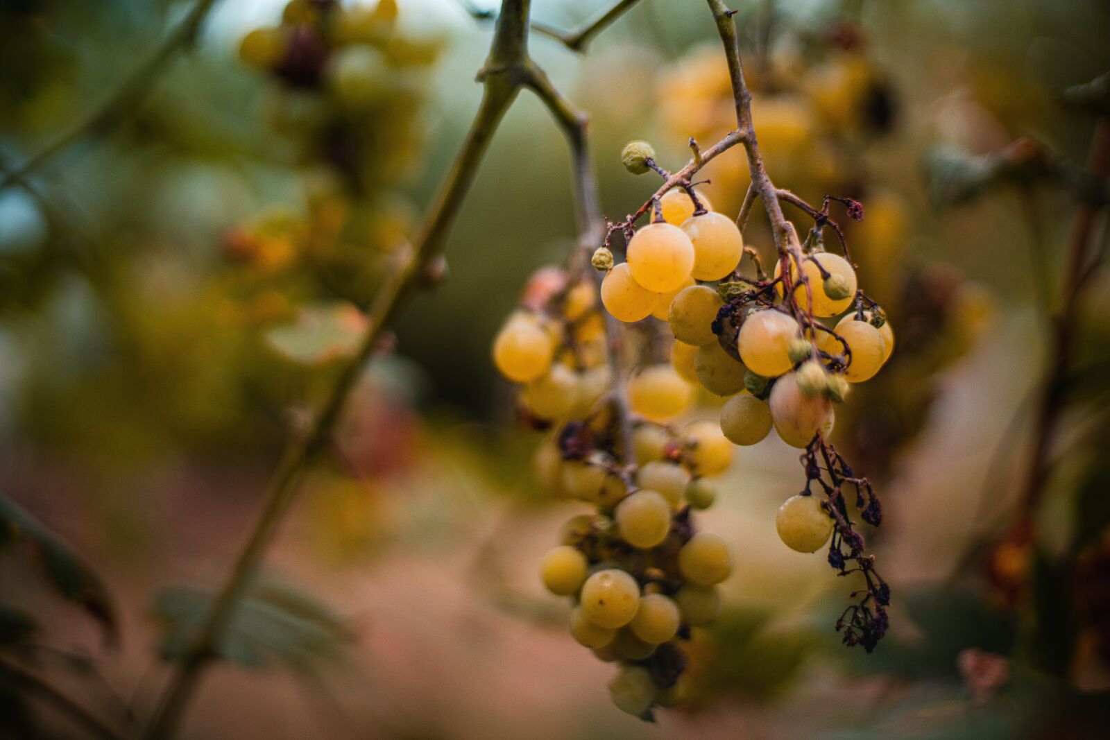 Canon EF 50mm F1.4 USM sample photo. Autumn, grapes, vanishing photography