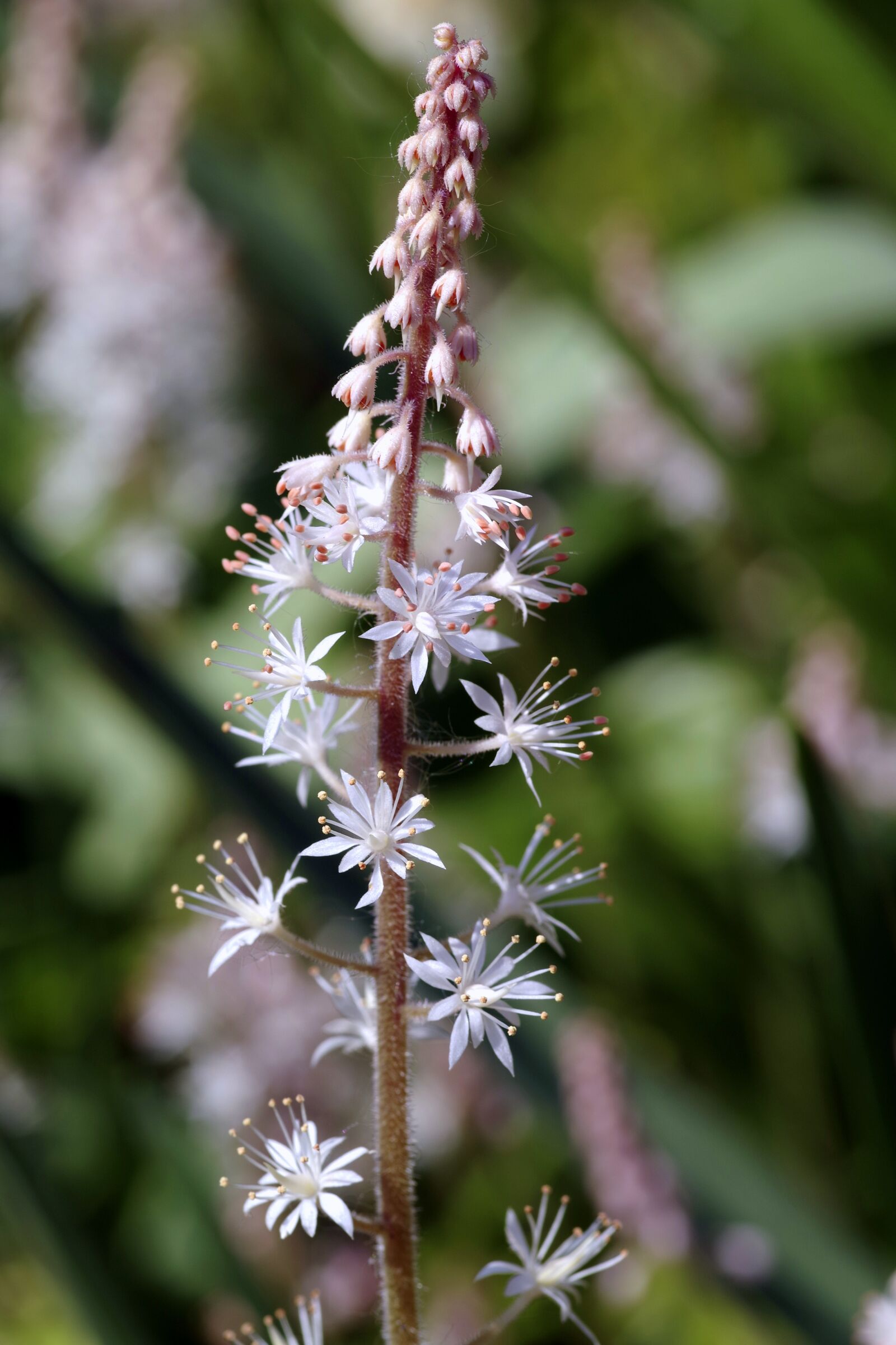 Pentax K-S2 sample photo. Tiarella, flower, plant photography