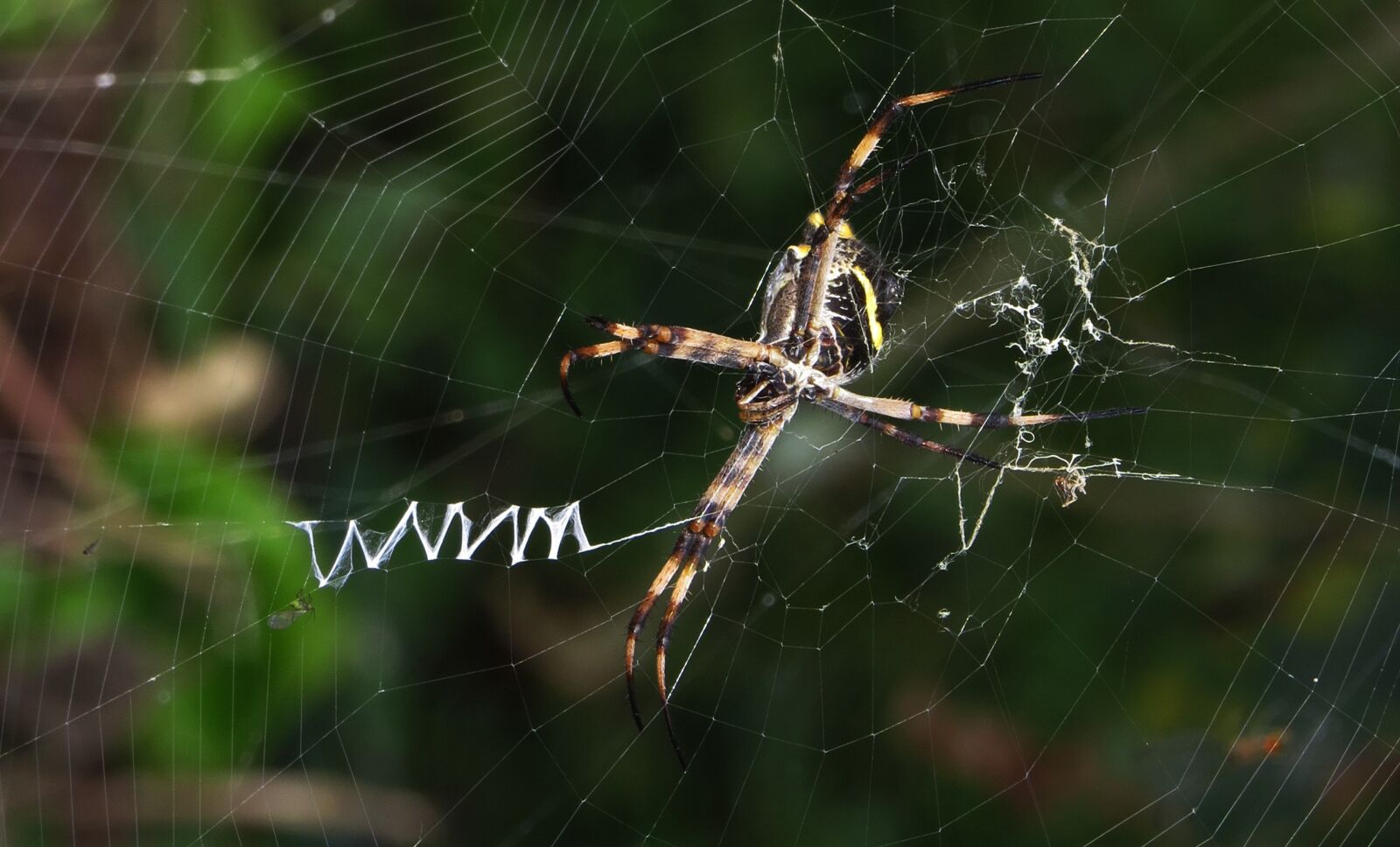 Canon PowerShot SX50 HS sample photo. Spider, web, nature photography