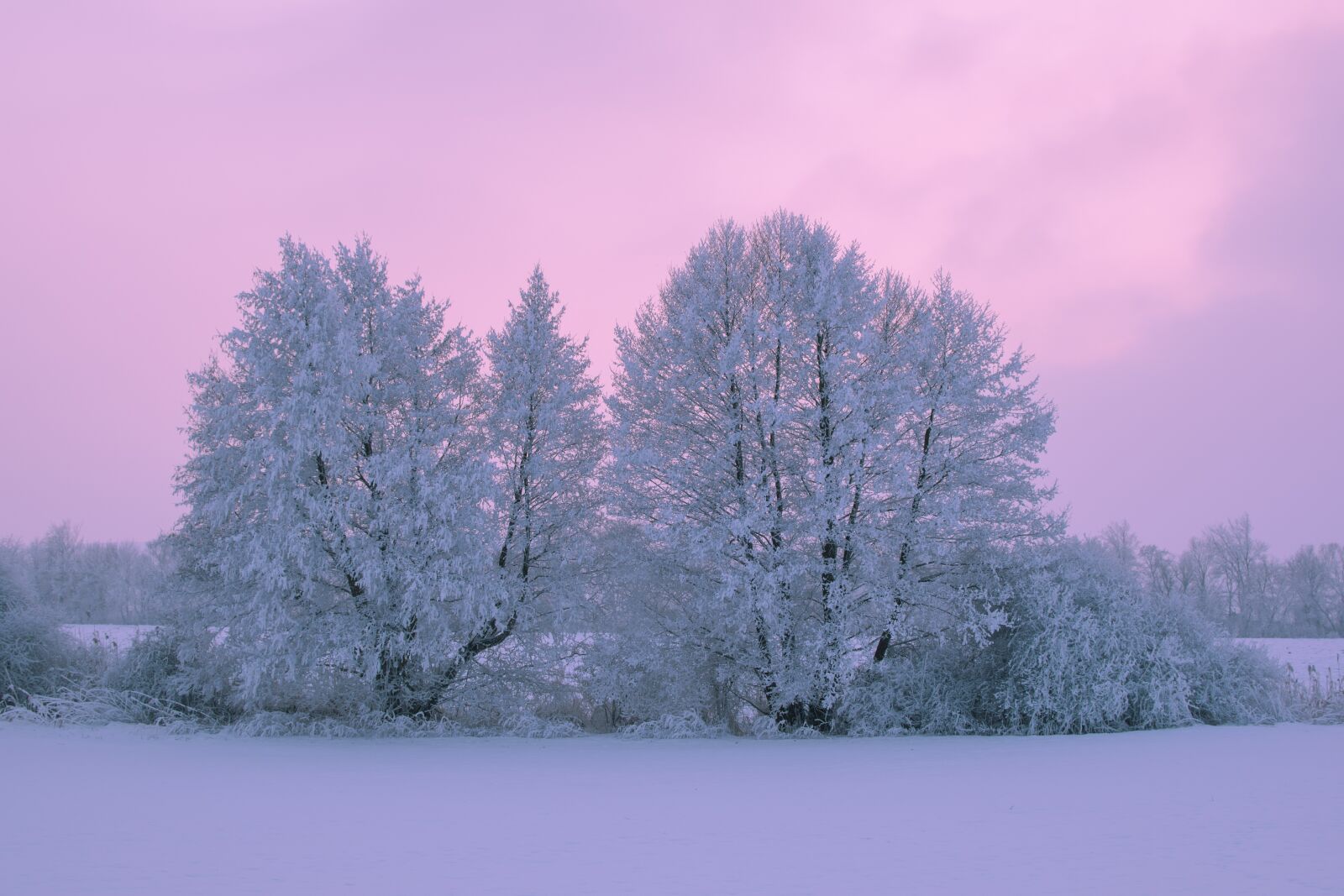 Nikon D5500 sample photo. Trees, snow, winter photography