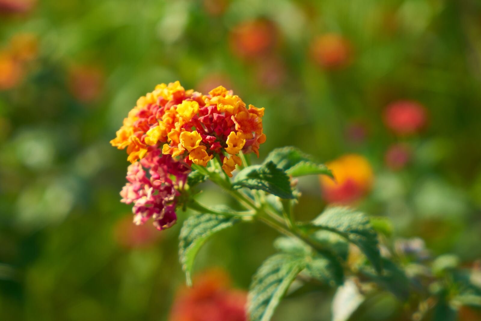 Sony a7R II sample photo. Flower, plant, spring photography
